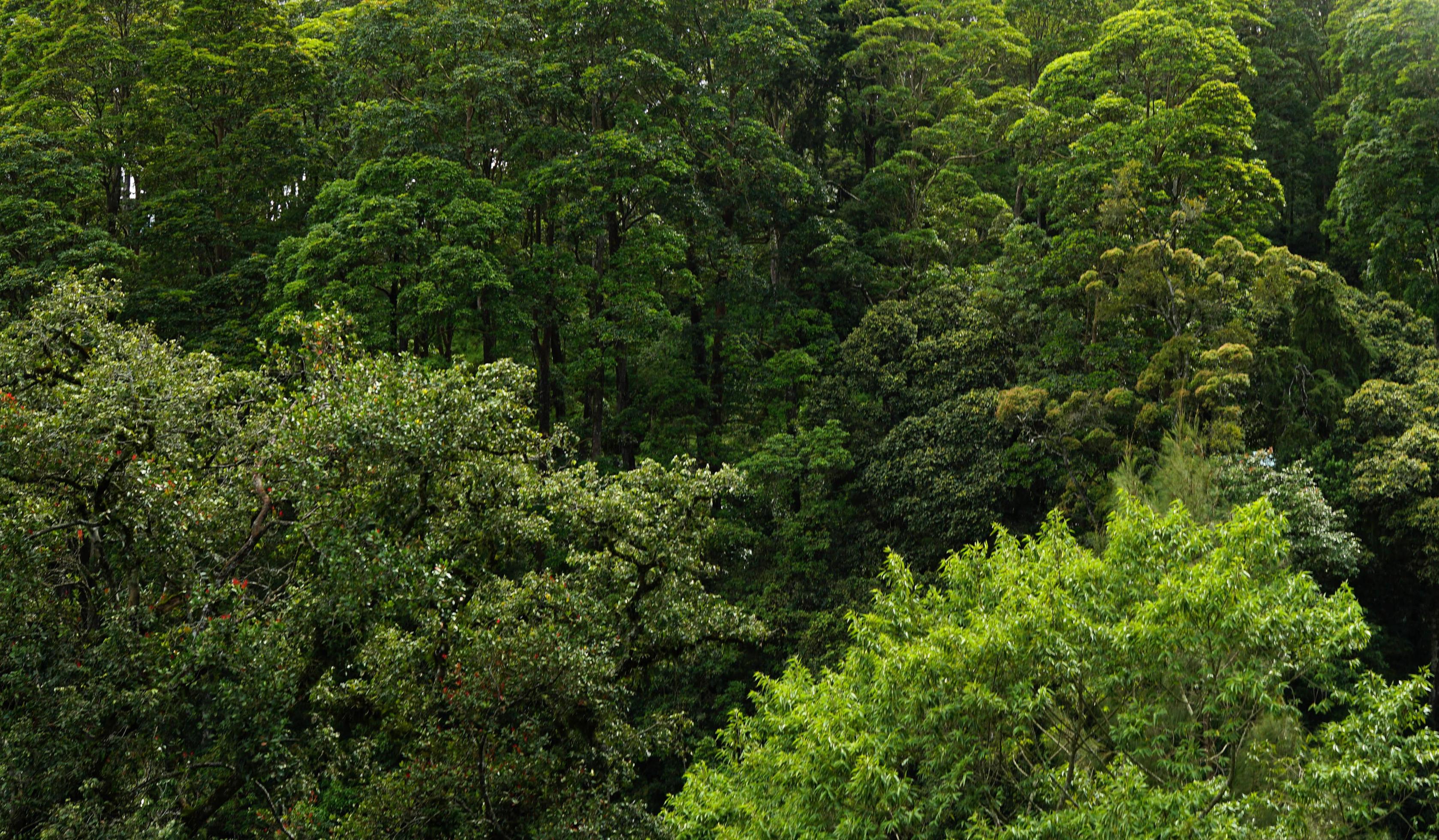 forest tree. nature green wood sunshine background Stock Free