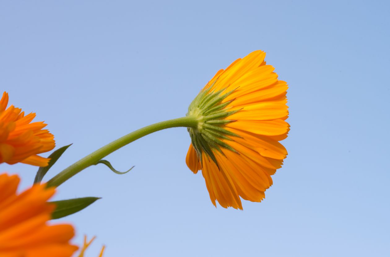 Marigold flower Stock Free