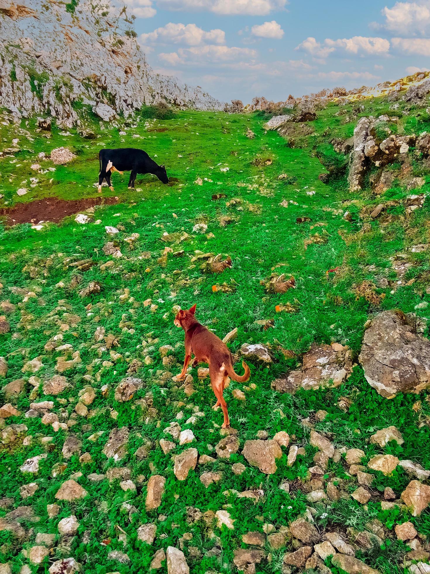 Observe the peaceful interaction between a dog and a cow grazing on the grass a serene journey into nature’s harmonious coexistence Stock Free