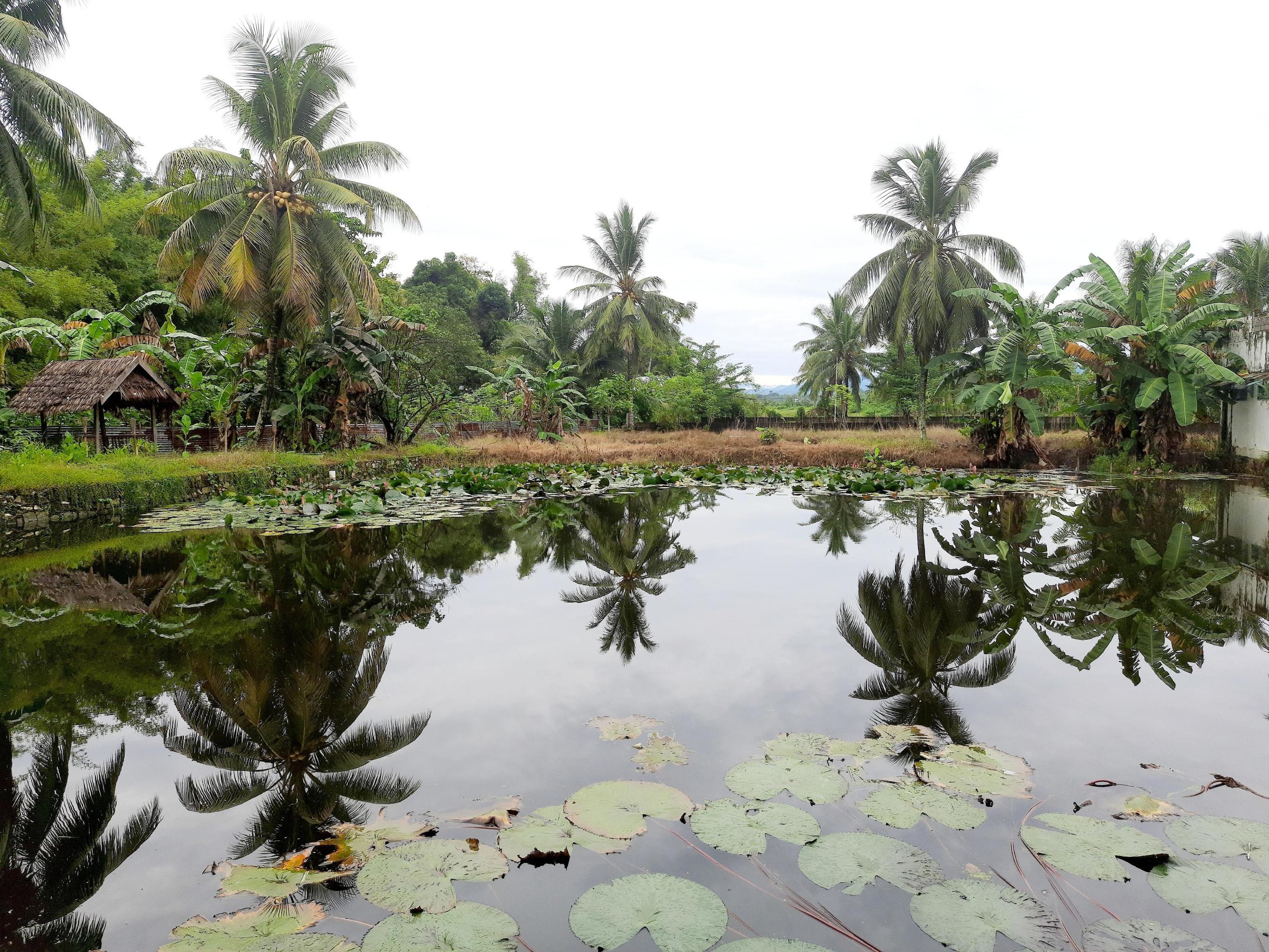 the natural scenery in a tropical village Stock Free