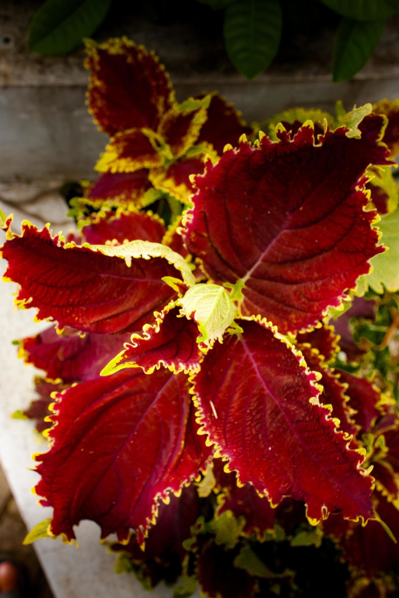 coleus kong rose flower at the garden Stock Free