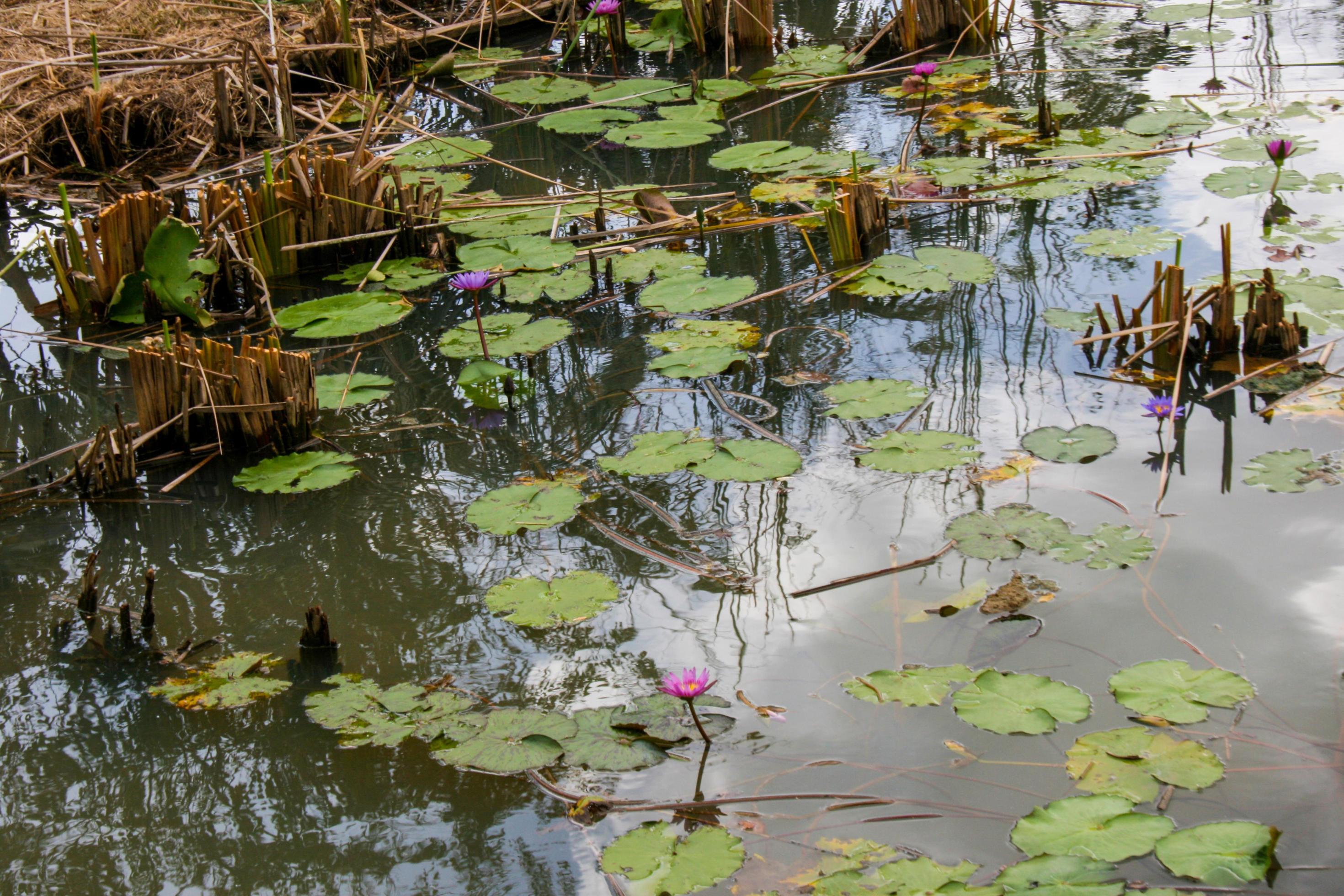 white pink lotus blooming in water green leaves beauty nature in water garden Stock Free