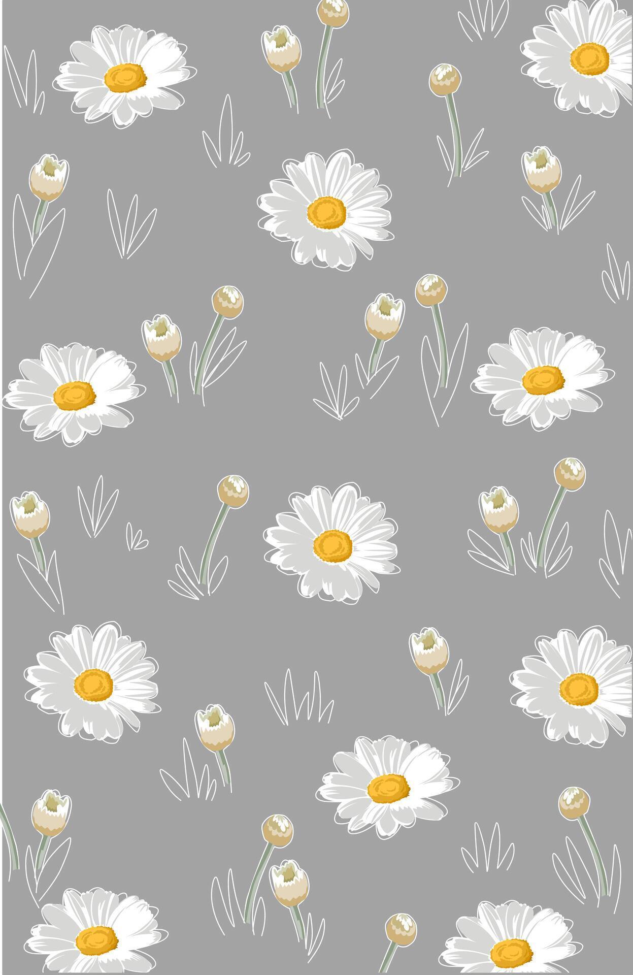 Daisy flower wallpaper and flower buds on a gray background Stock Free