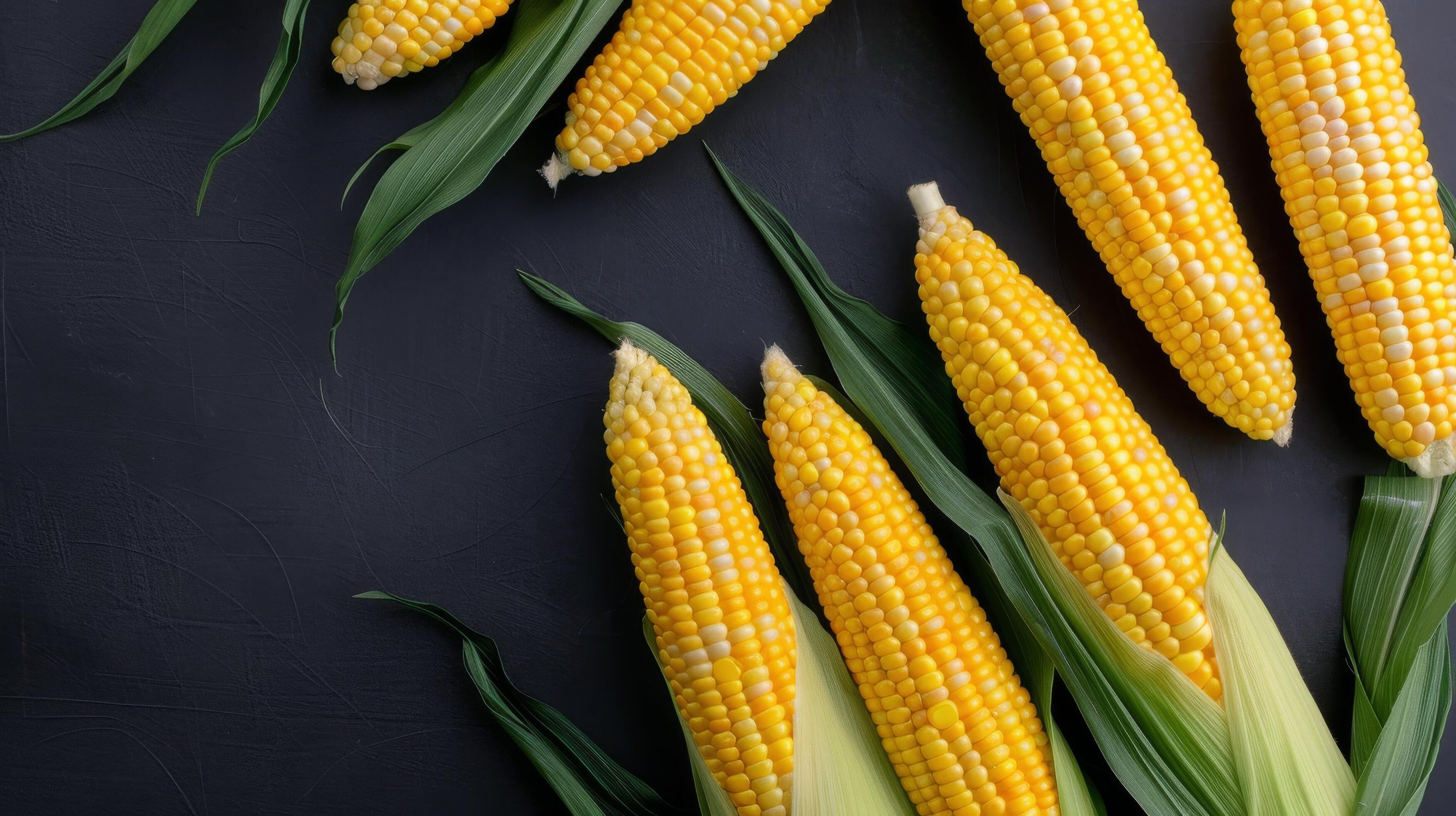 Corn on the Cob on Black Background Stock Free