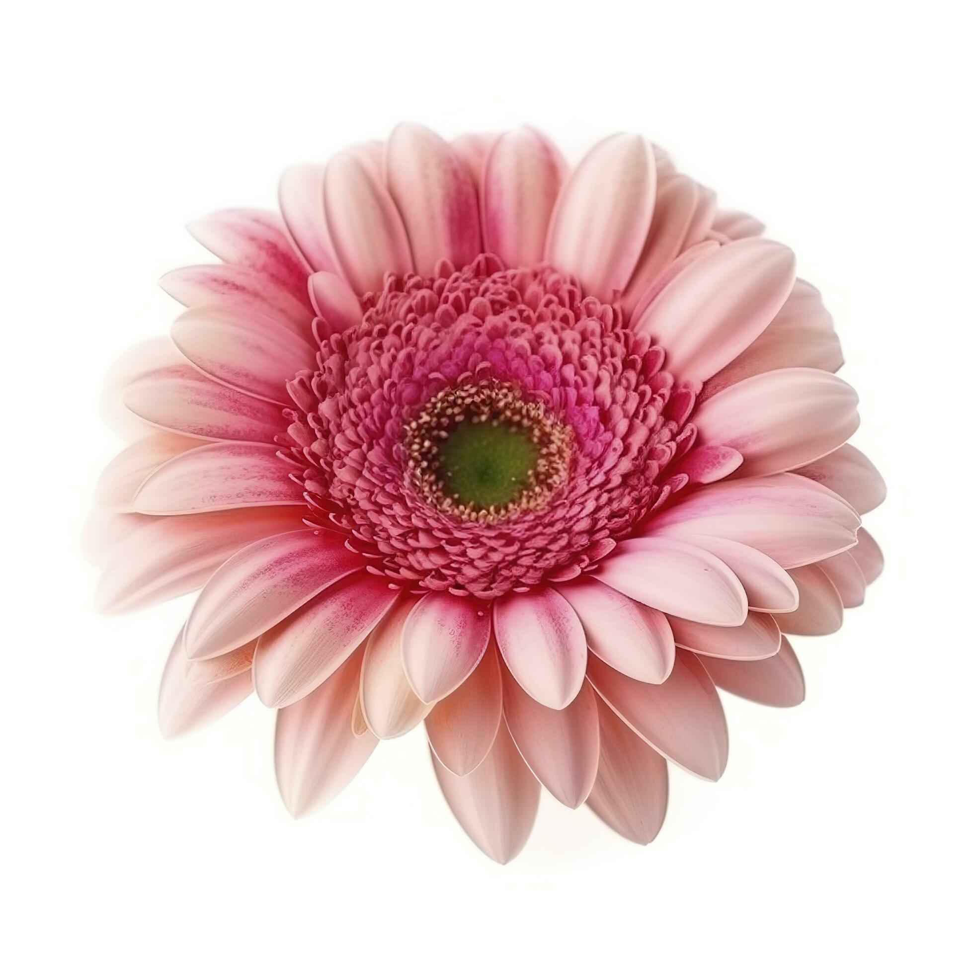 Pink gerbera flower isolated on white background, generate ai Stock Free