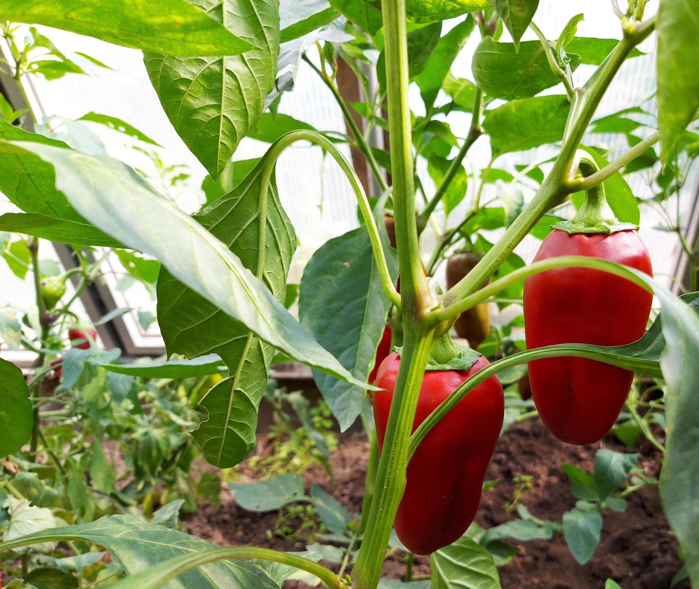 red bell pepper grows in a greenhouse. food plant. gardening, harvest. Stock Free