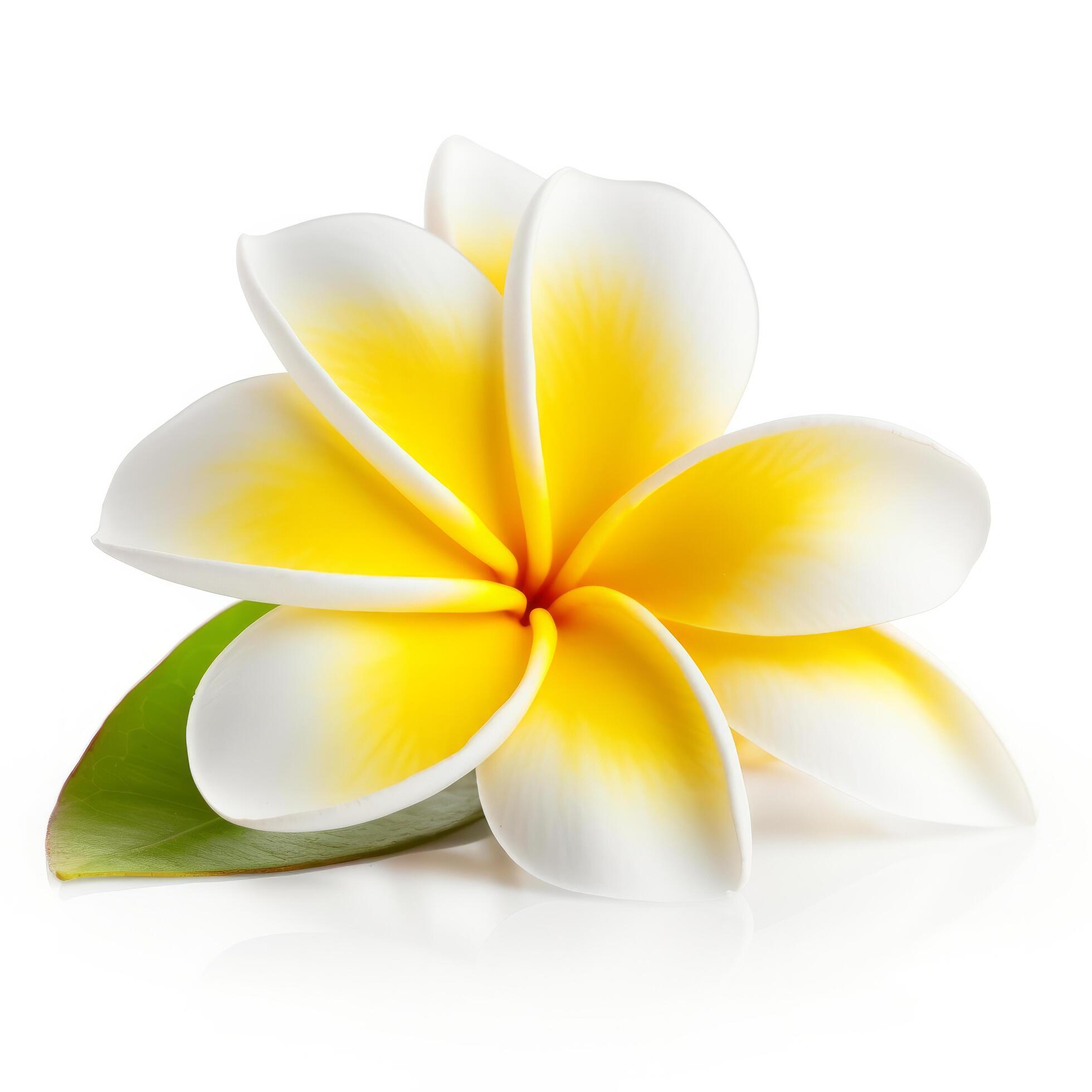 Plumeria flower isolated. Illustration Stock Free