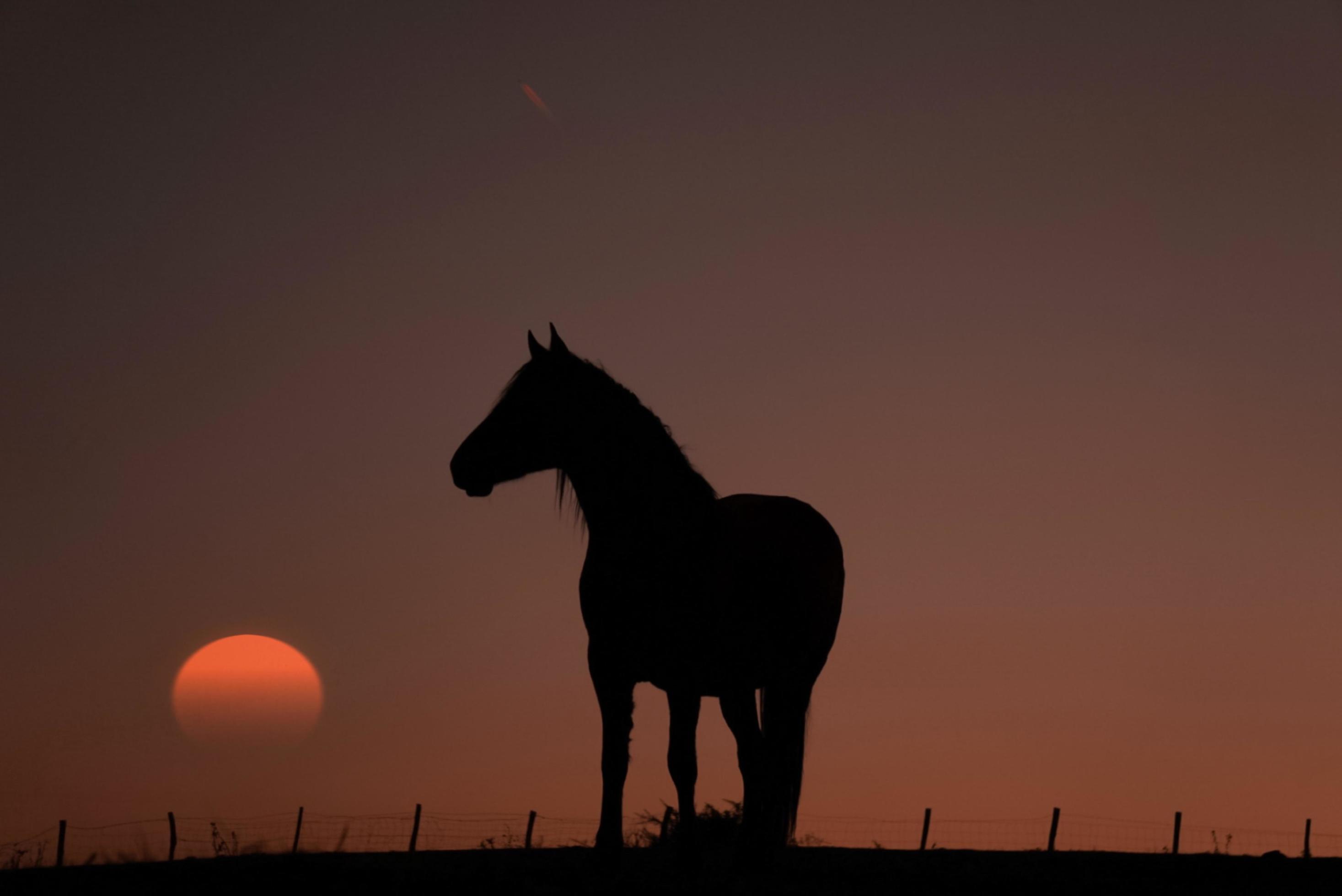 horse silhouette in the meadow with a beautiful sunset Stock Free