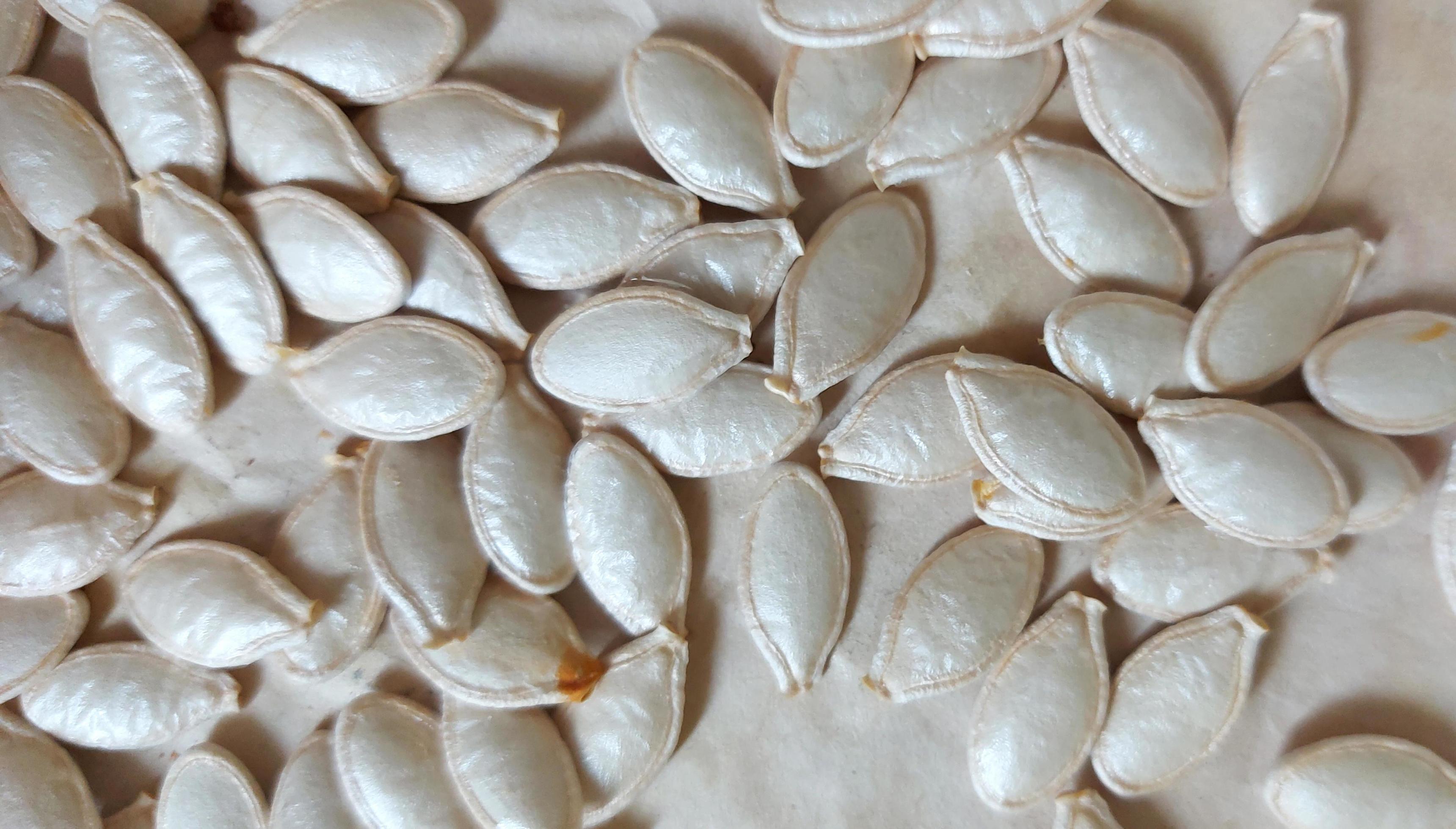 pumpkin seeds are on the table. natural pattern. monochrome background. food. Stock Free