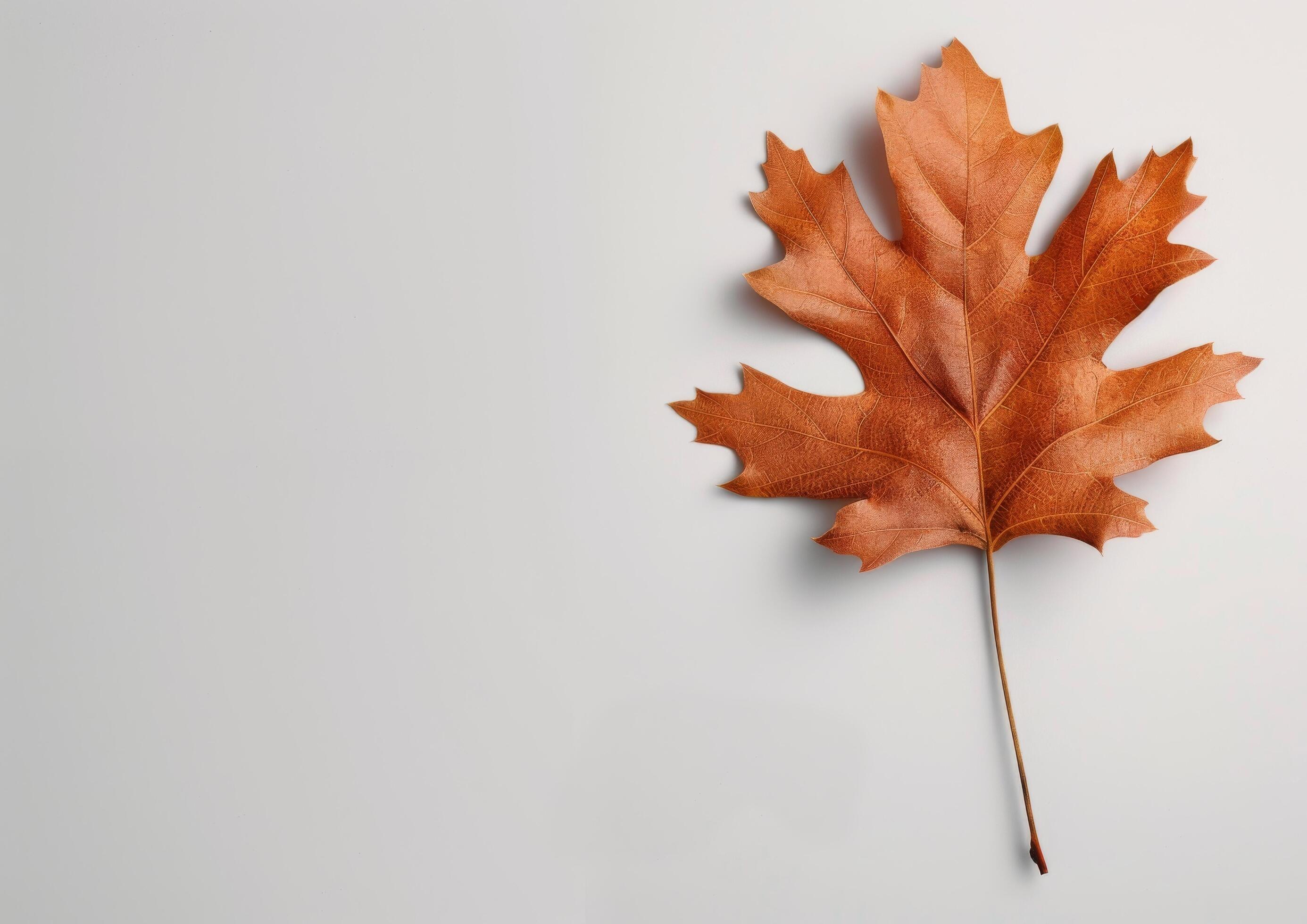 Single Brown Oak Leaf on White Background Stock Free