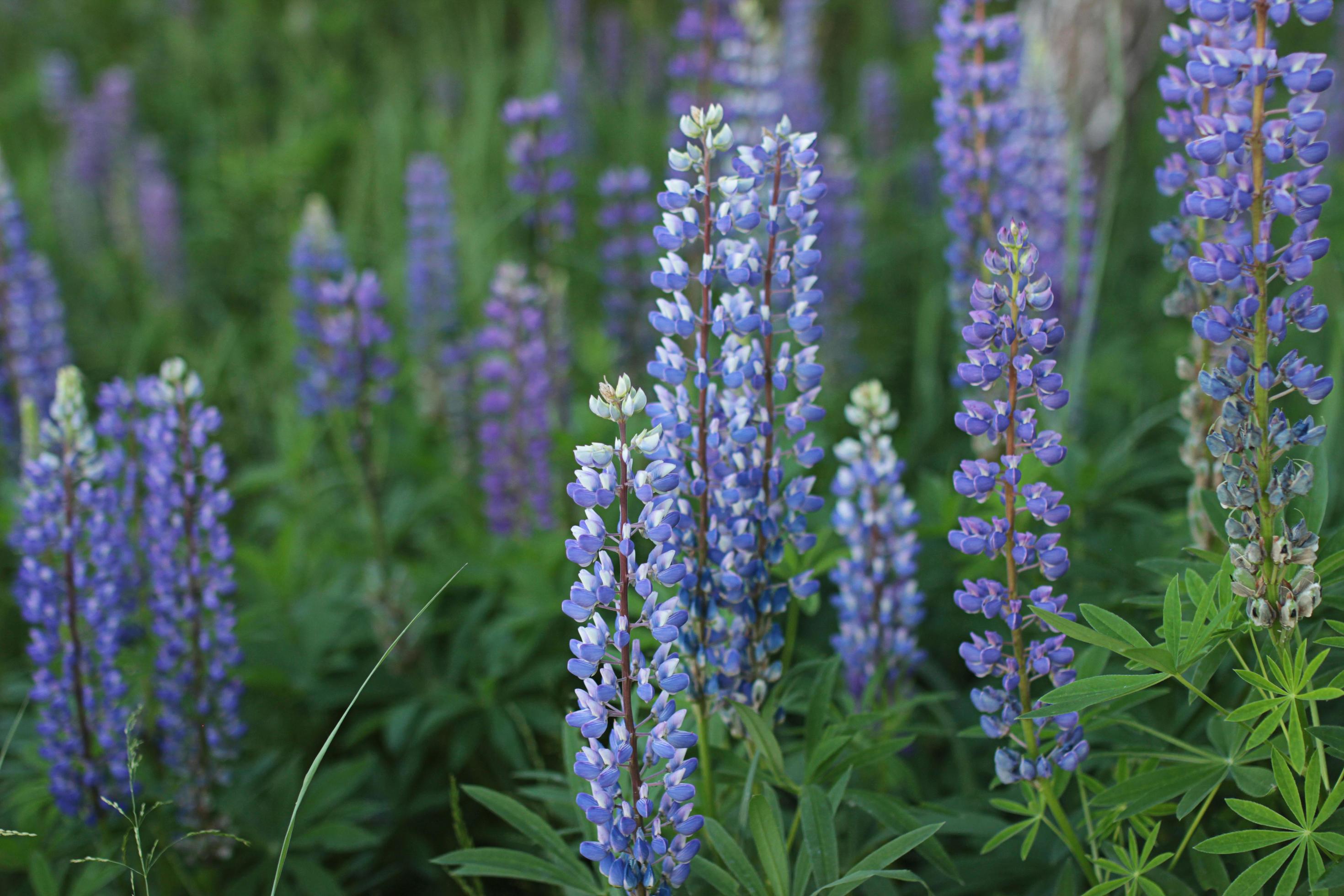 Blooming lupine. Background image or postcard with purple flowers. Earlier summer outside the city Stock Free