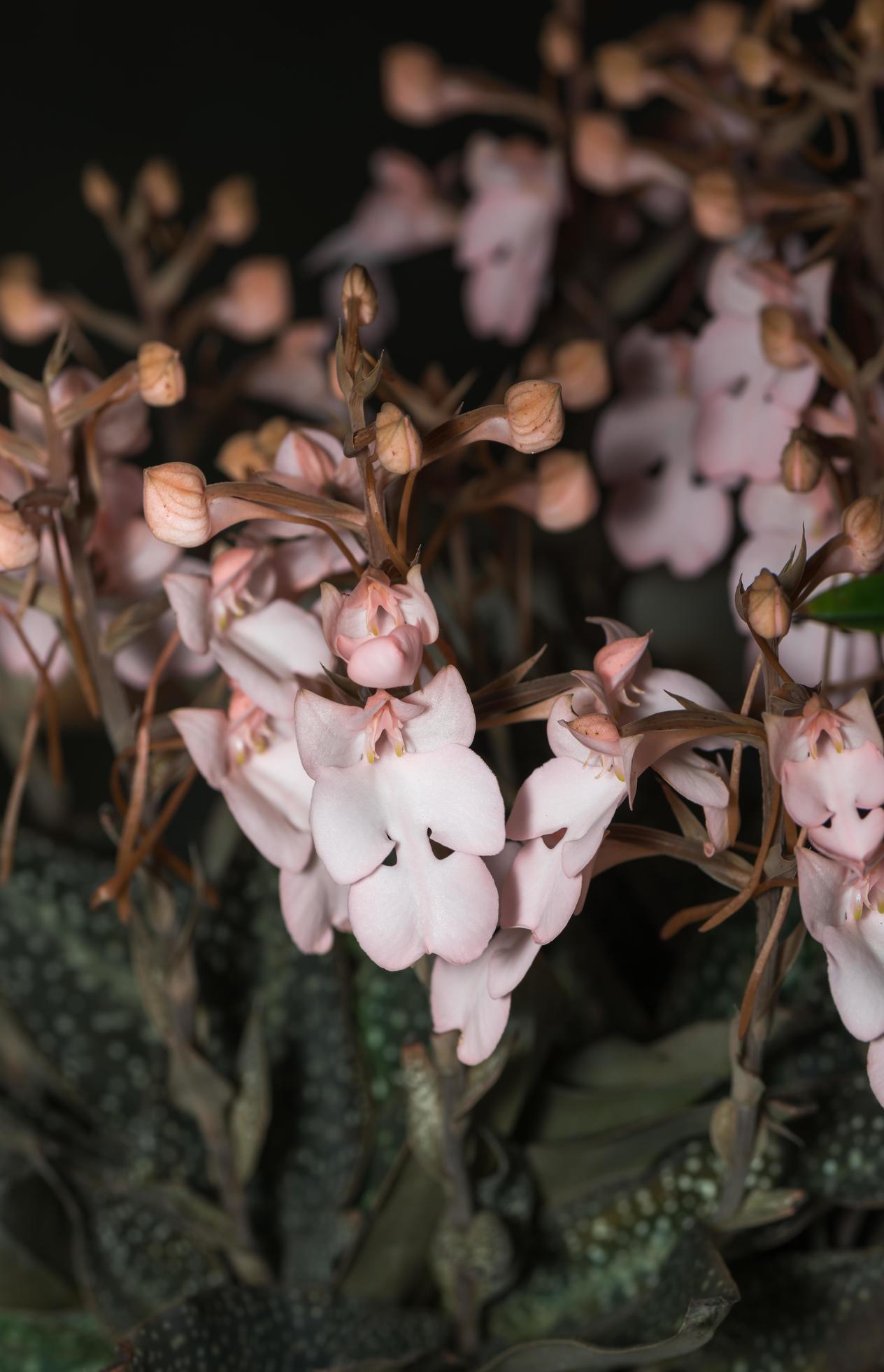 Flower of Habenaria rhodocheila , flower orchid, old rose color Stock Free