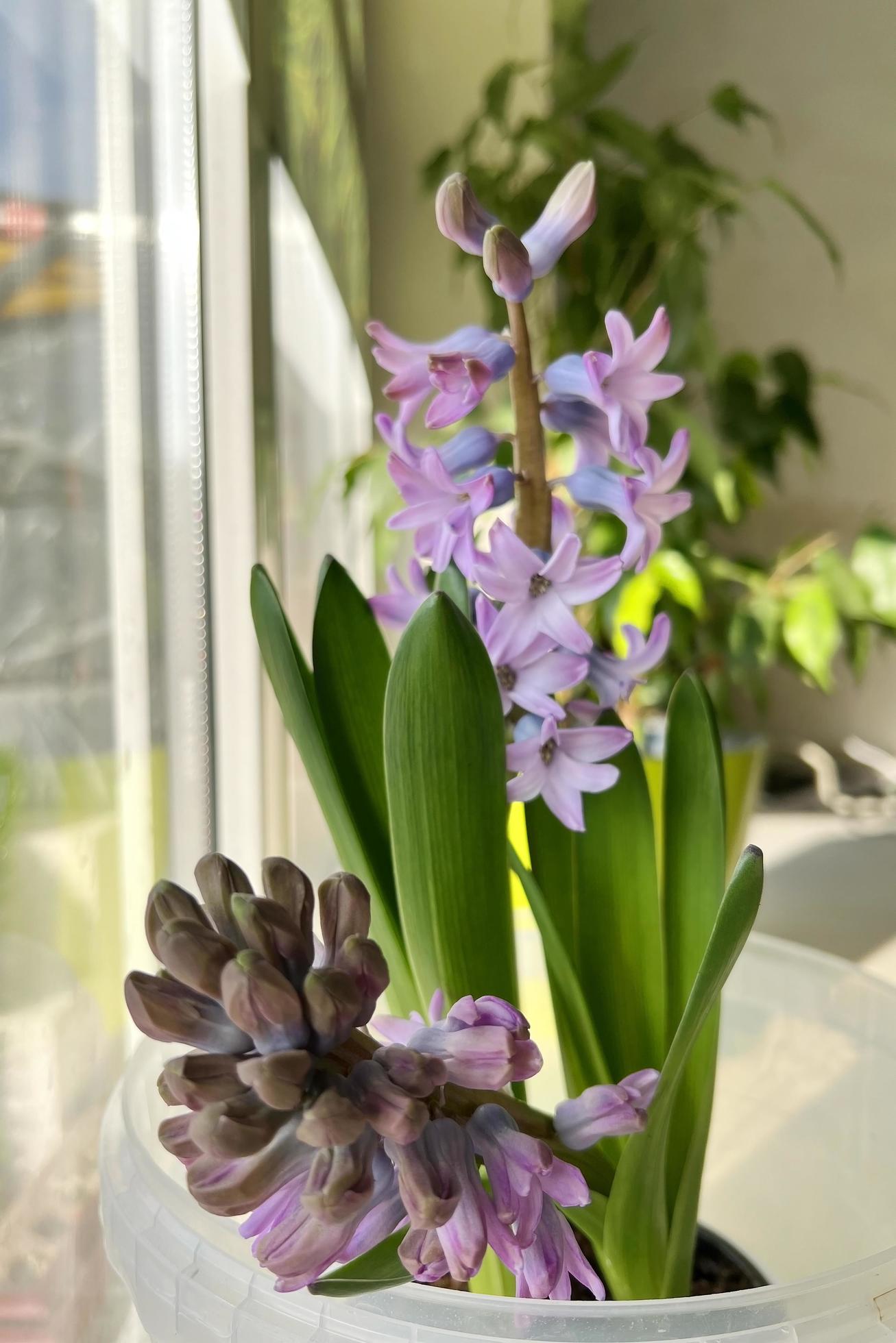 Hyacinth flower spring blooms in the room Stock Free