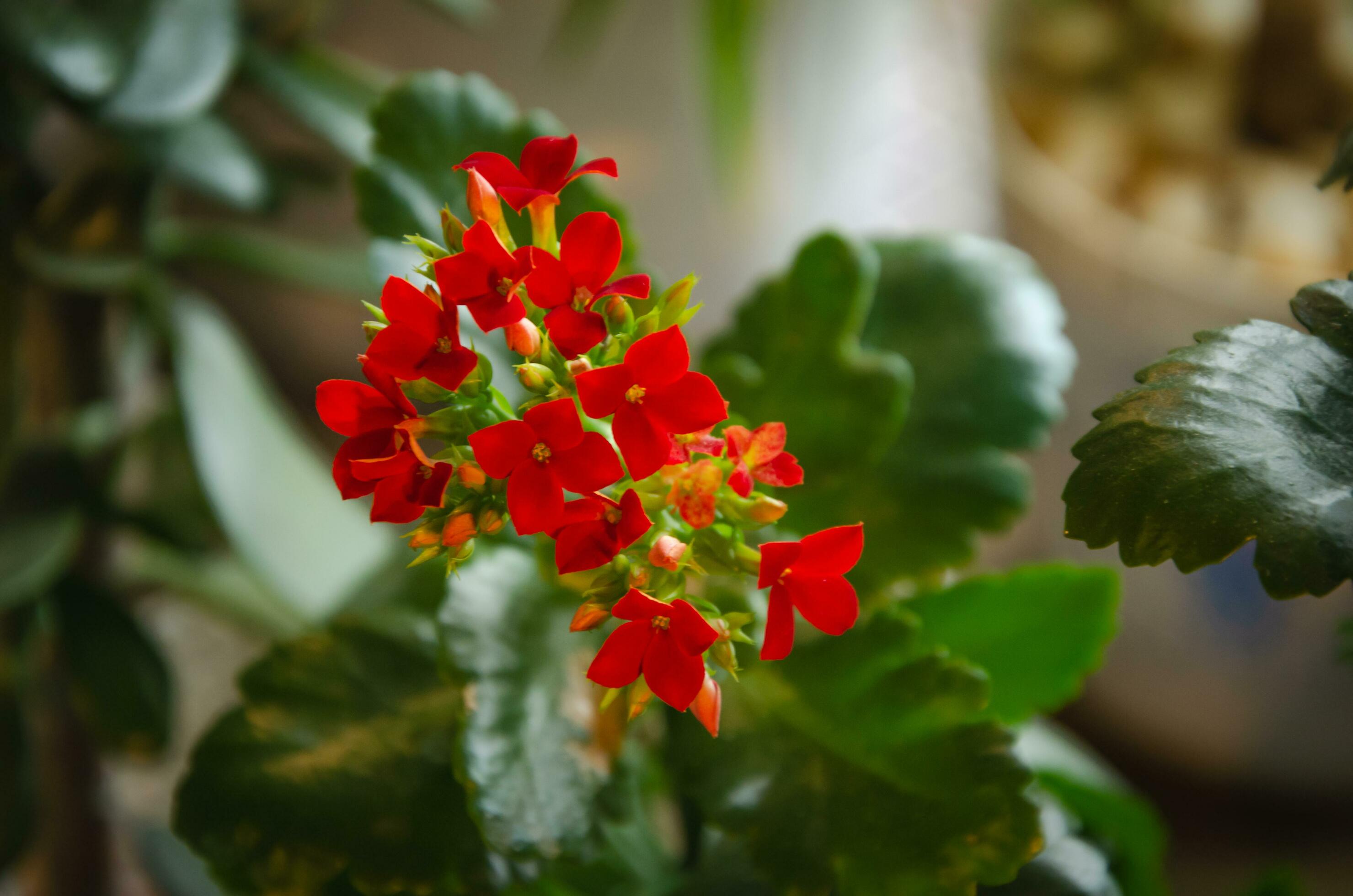 Kalanchoe flower blooms with red flowers on the windowsill Stock Free