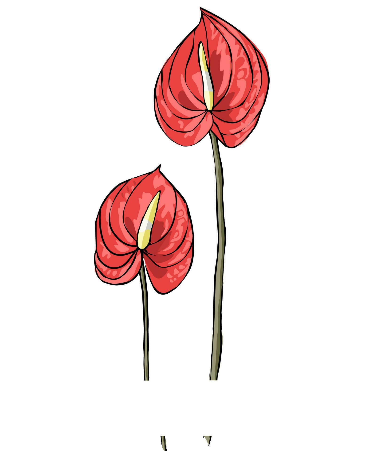 illustration of a beautiful red anthurium flower on a white background Stock Free