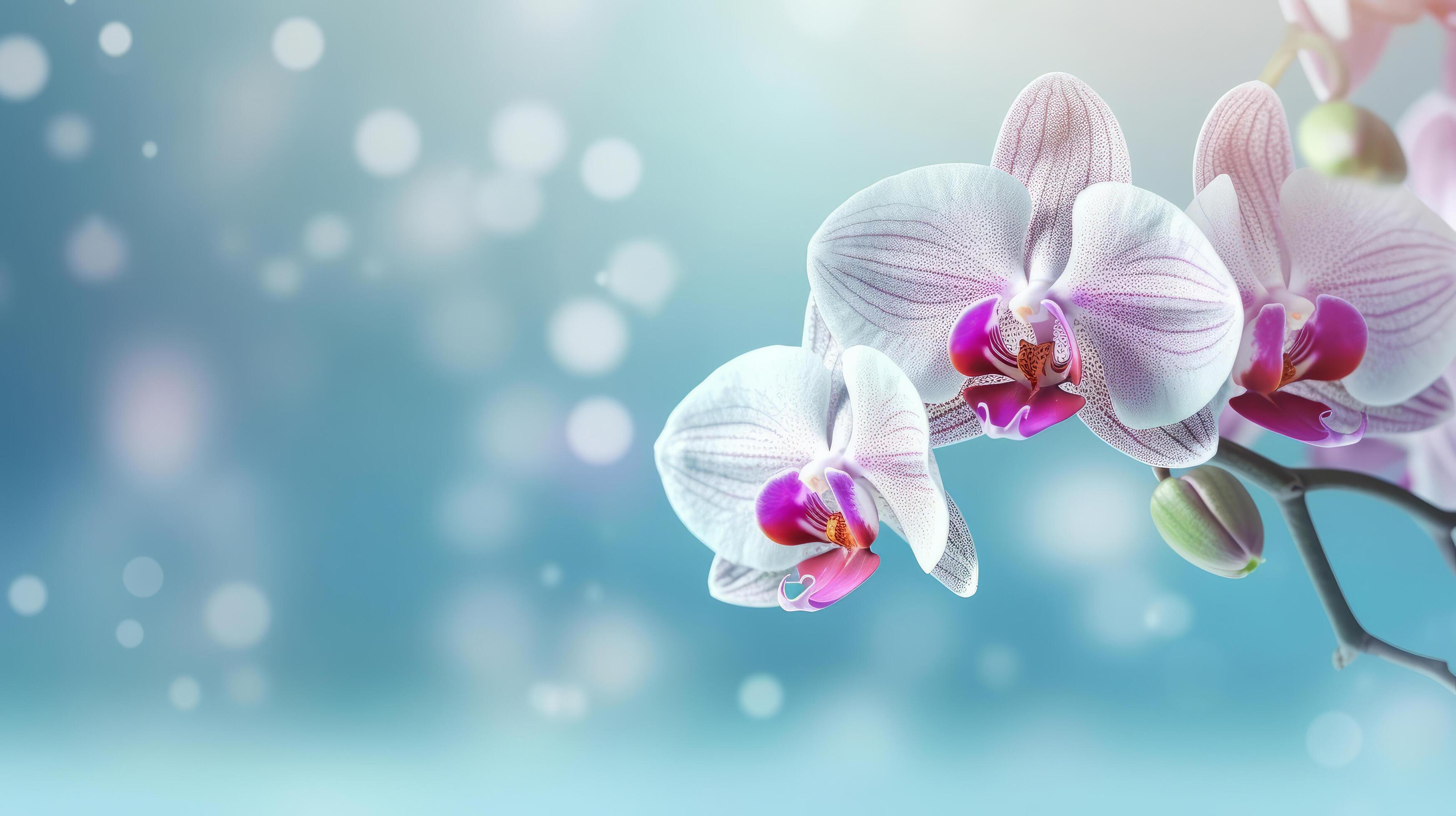 Natural orchid flower background. Illustration Stock Free