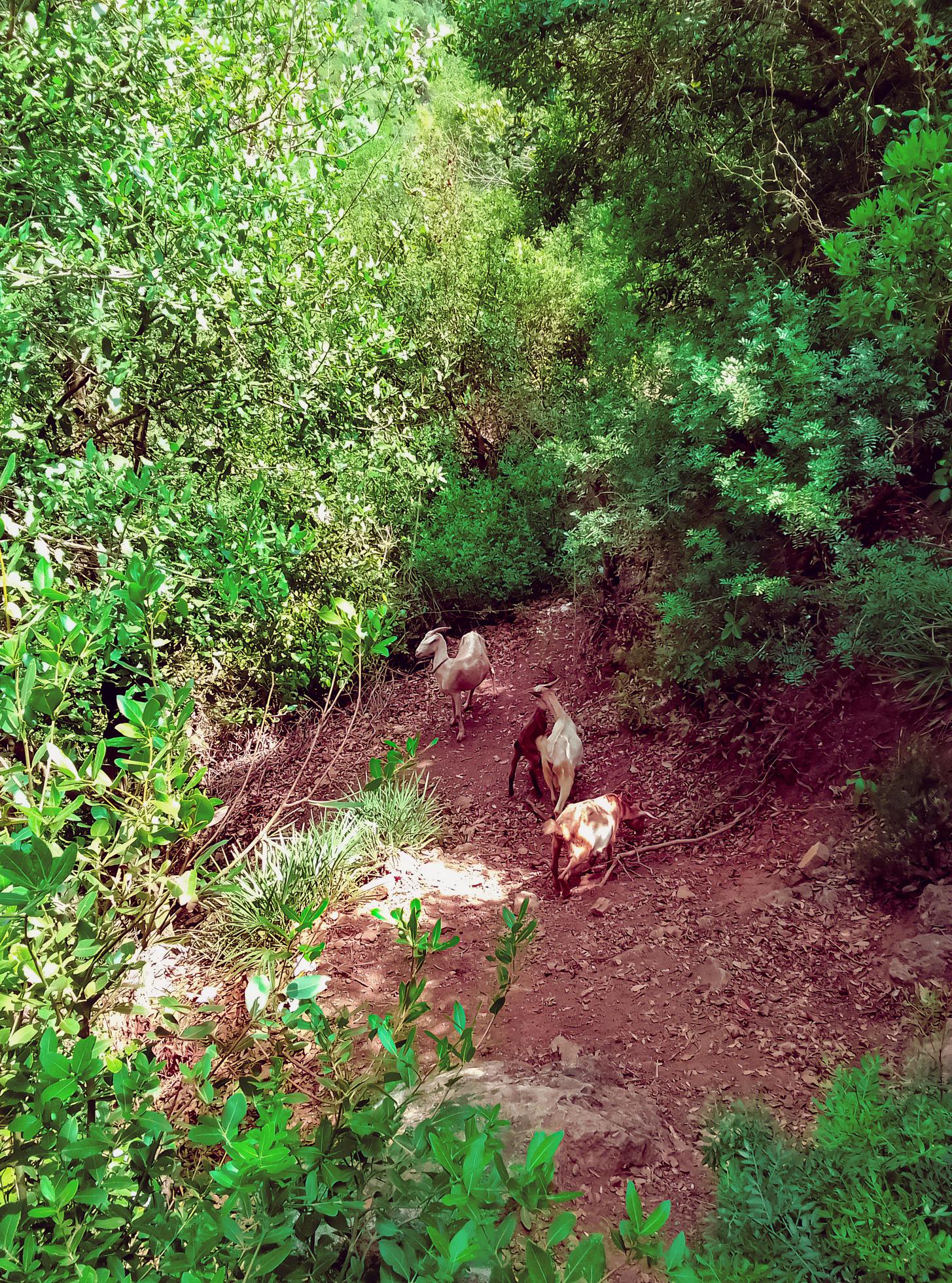 Observe the peaceful harmony of goats grazing among nature in tranquil and picturesque landscapes – a journey into the heart of the countryside Stock Free