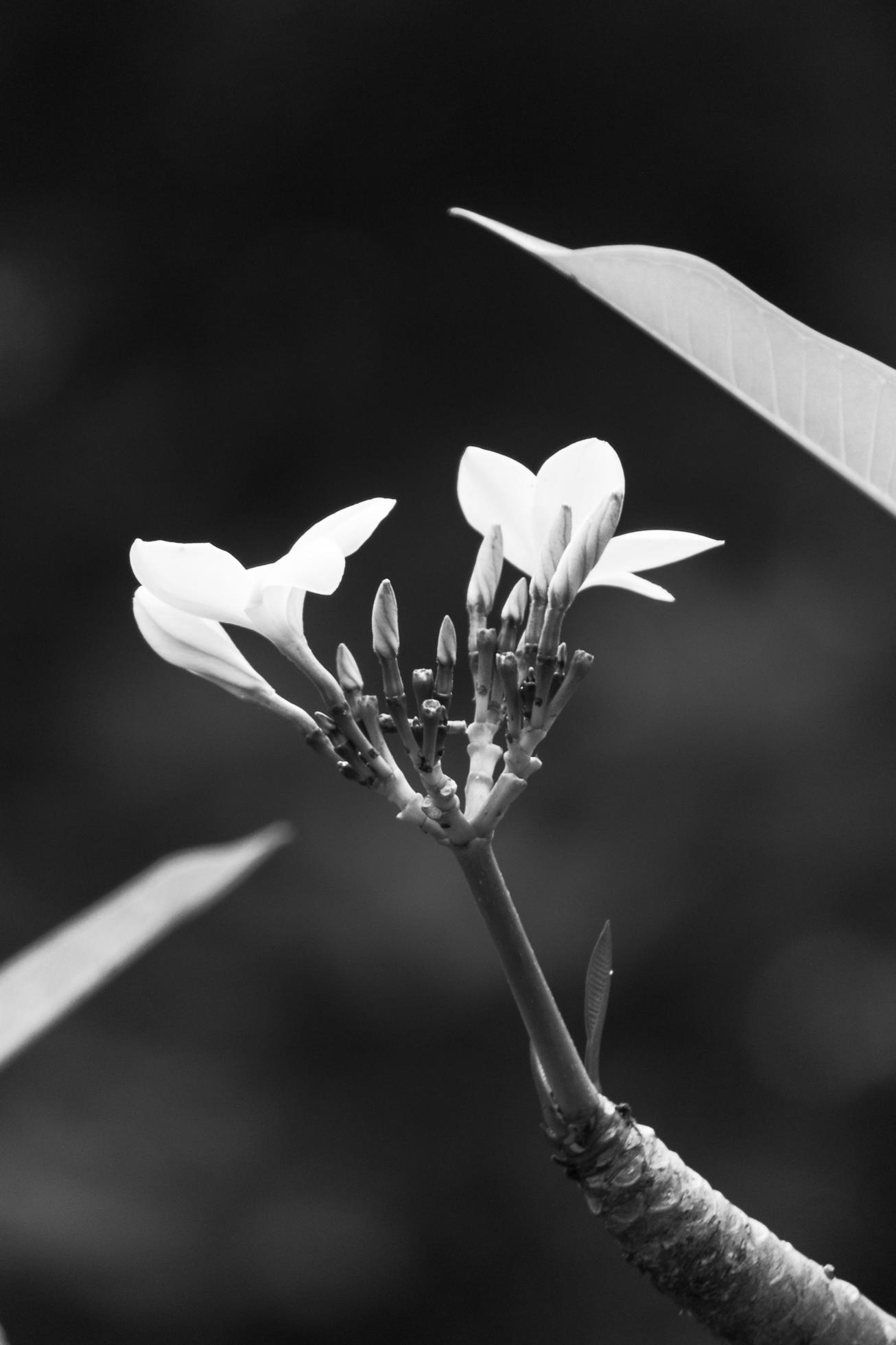 plumeria flower bloom in the garden Stock Free