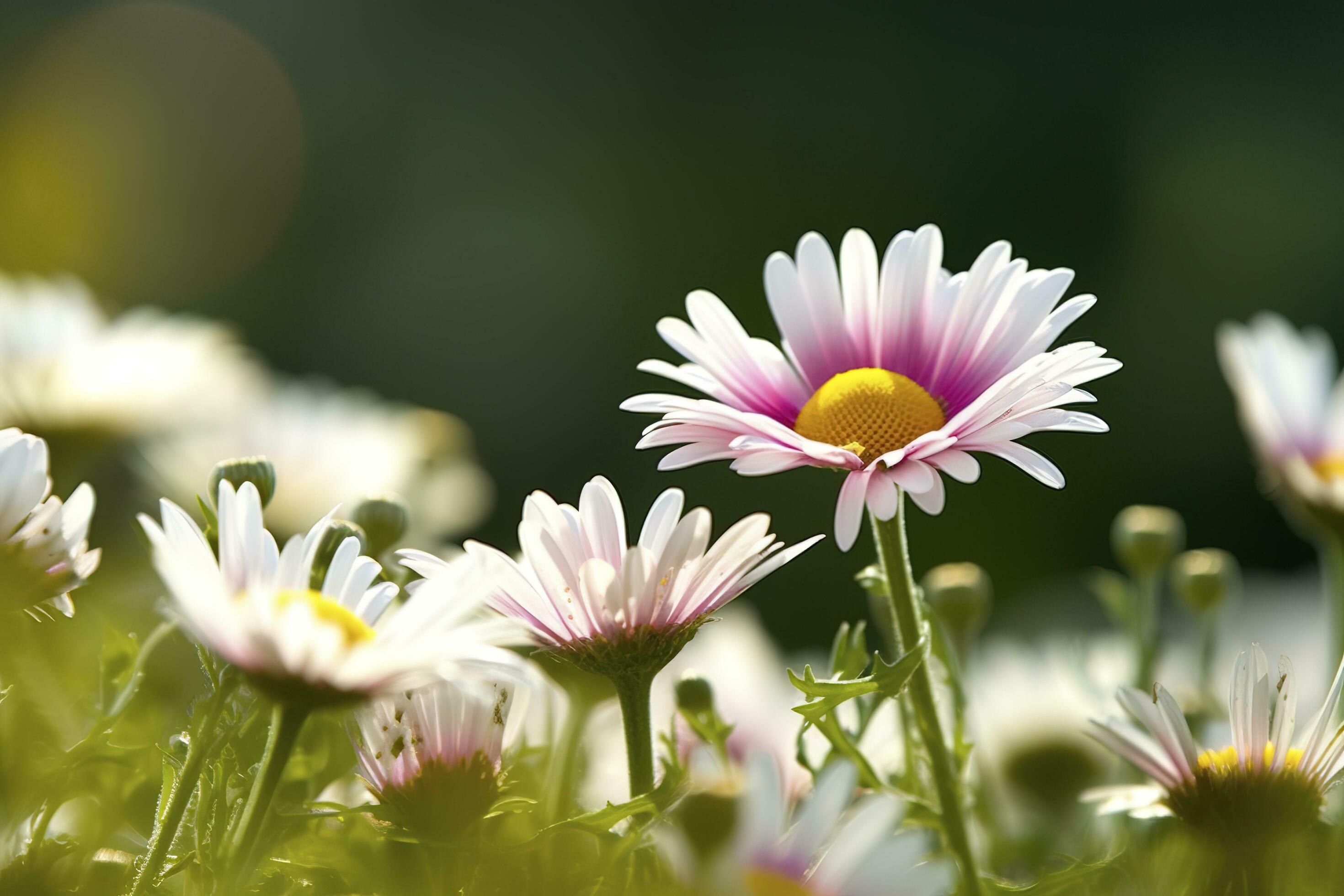 Sunny Close Up Of A Few Daisy Flowers On Flower Meadow , generate ai Stock Free