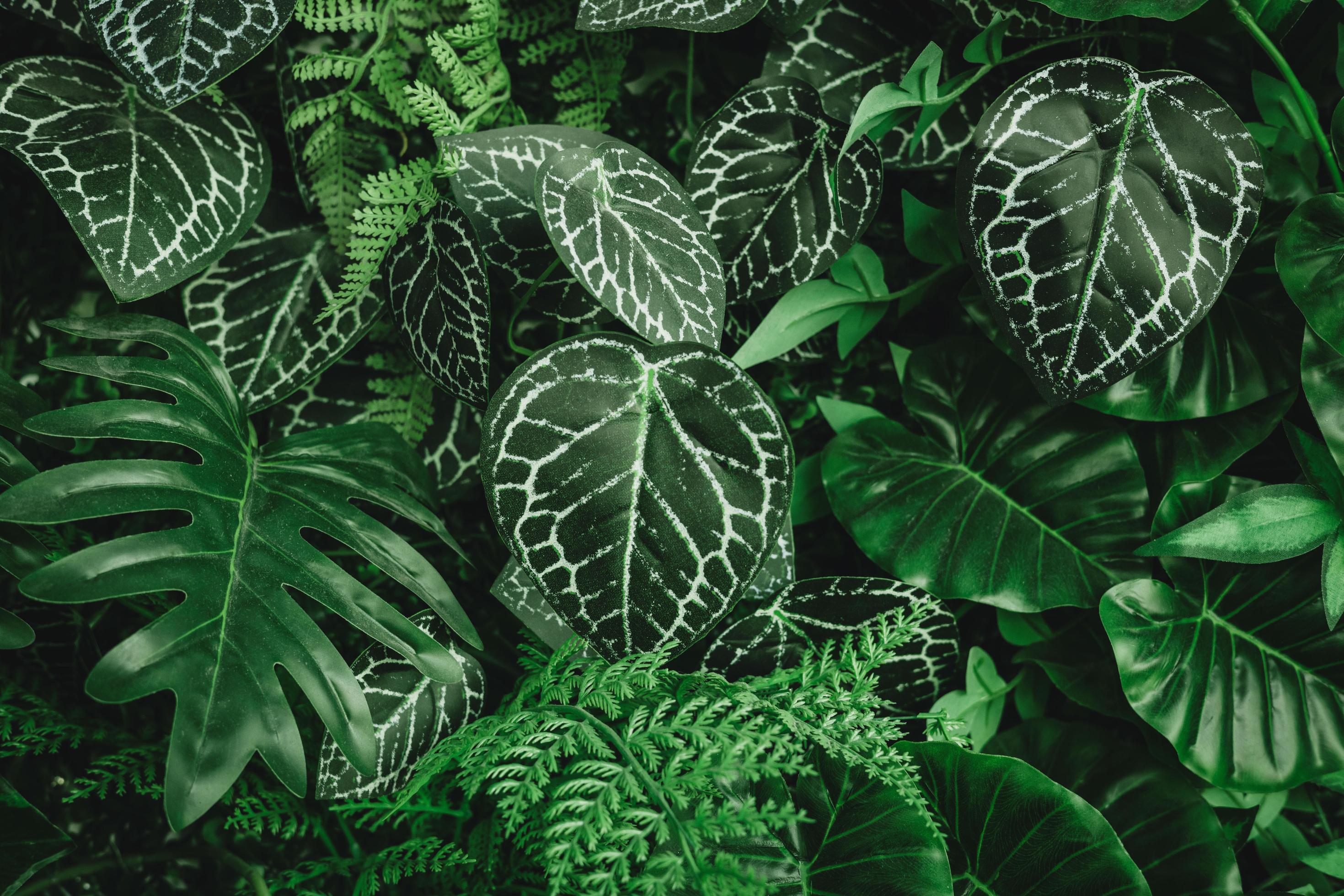 closeup green leaf dark nature concept. tropical leaf Stock Free