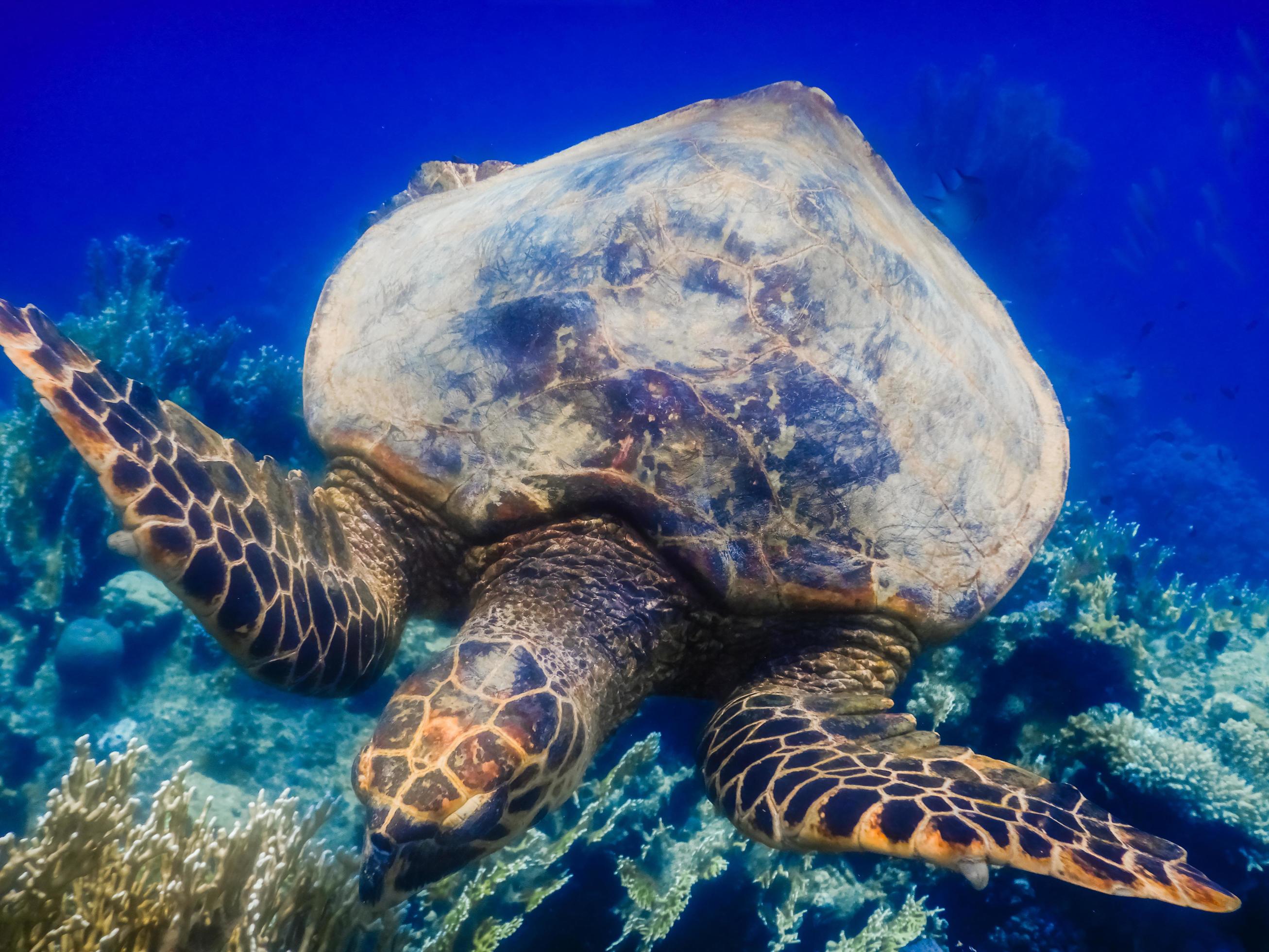 green sea turtle eats over corals and deep blue water Stock Free