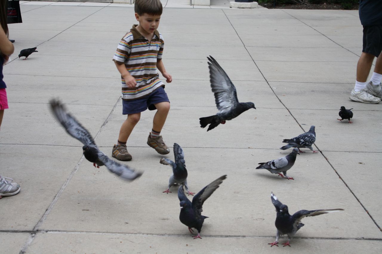 Child Running Pigeons Flying Stock Free