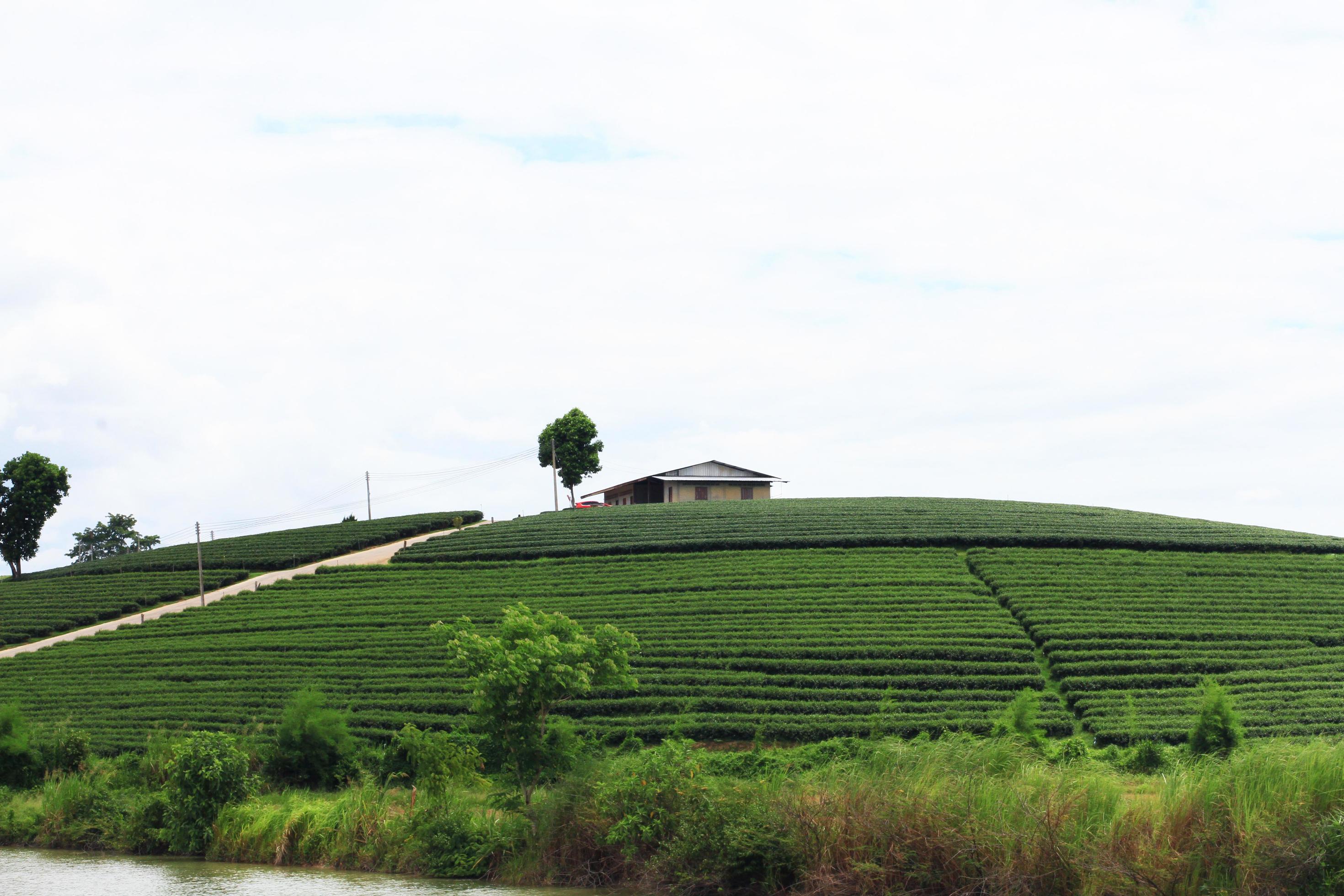 Aerial view Hill tribe village and Tea Plantation in sunrise on the mountain and river is very beautiful view in Chiangrai Province, Thailand. Stock Free