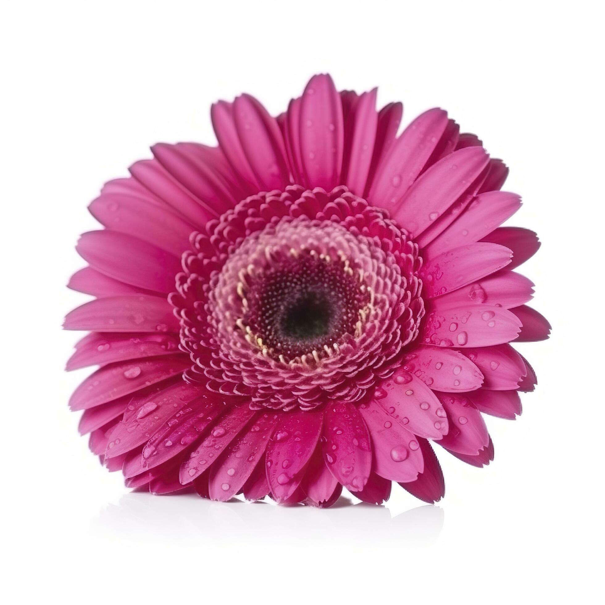 Pink gerbera flower isolated on white background, generate ai Stock Free