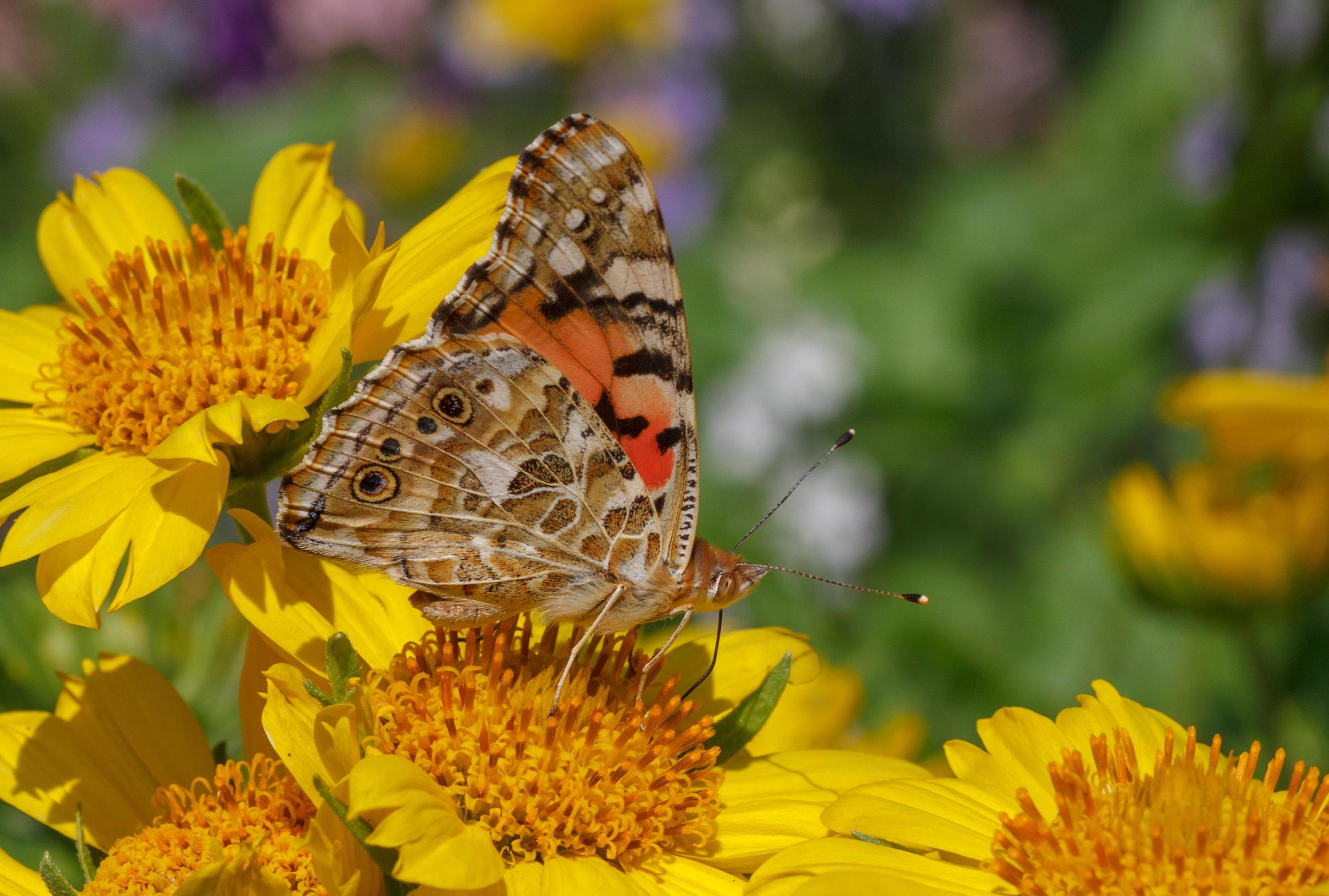 Painted Lady butterfly on yellow flower Stock Free