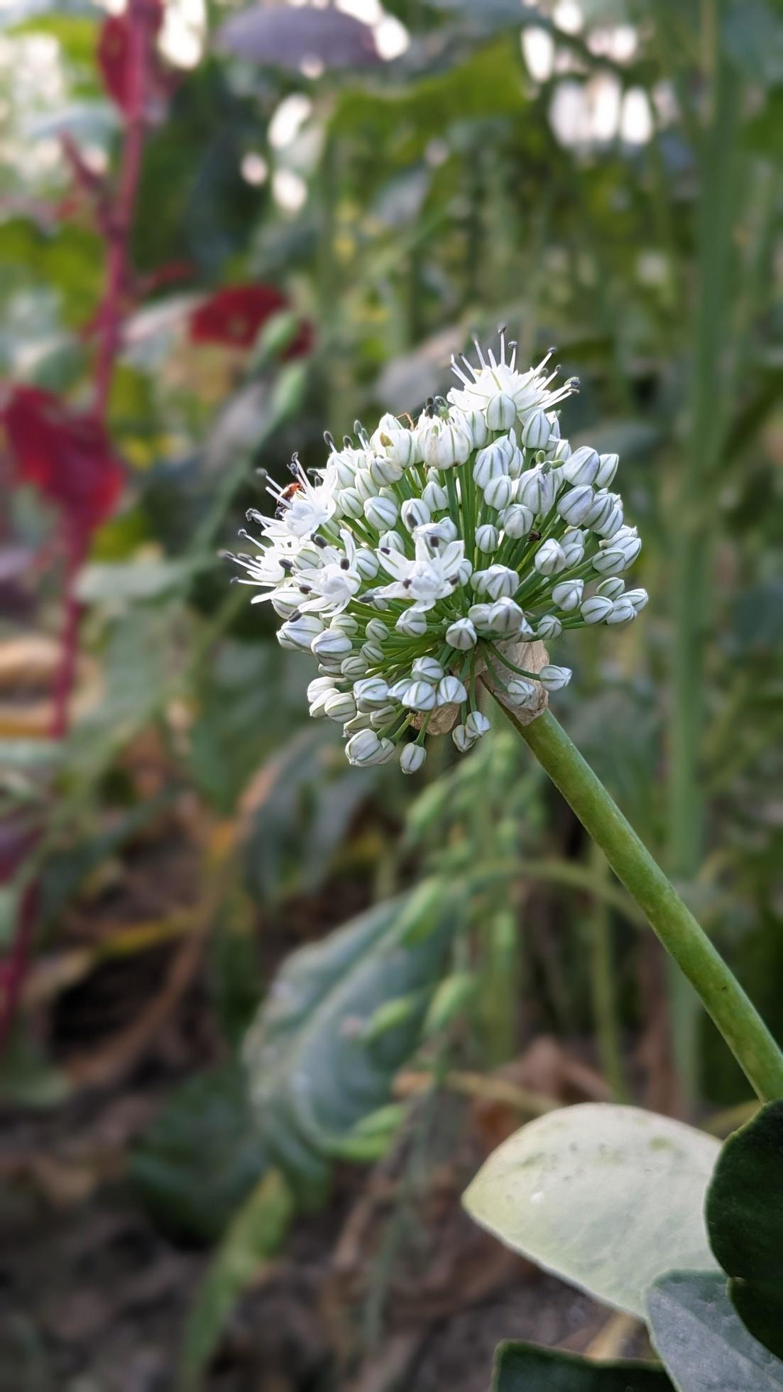 Onion flower on portrait blur background, close-up photo of growing onion vegetable Stock Free