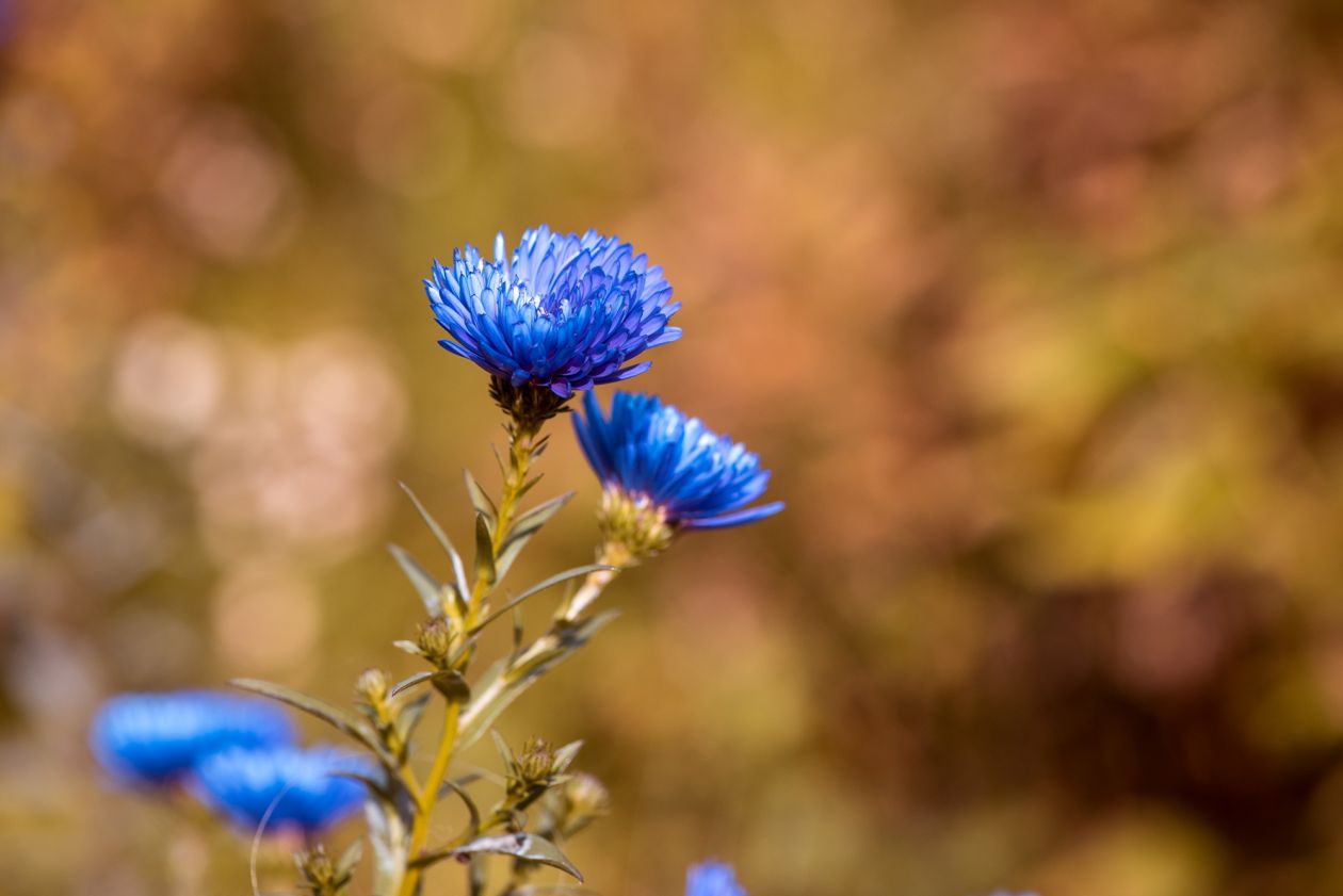 Asters Stock Free