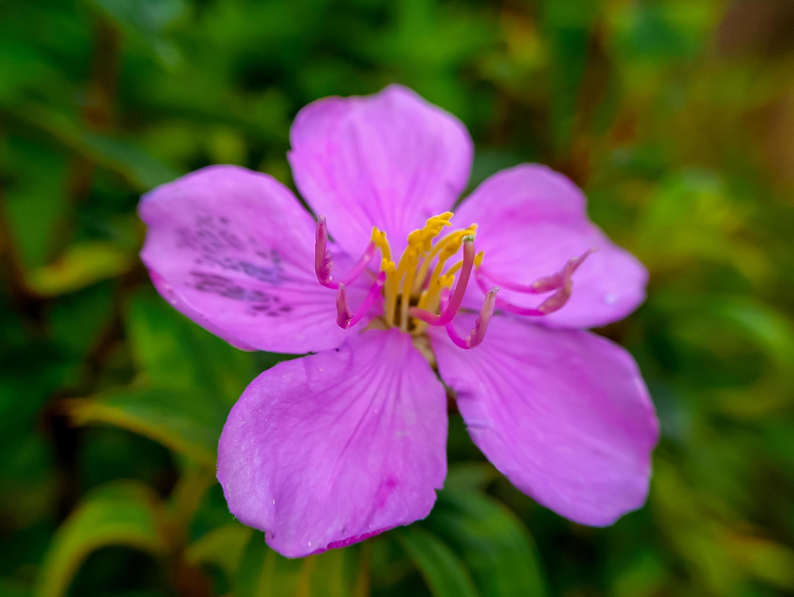 Senduduk or known scientifically as Melastoma malabathricum, beautiful purple flower, flower wallpaper Stock Free