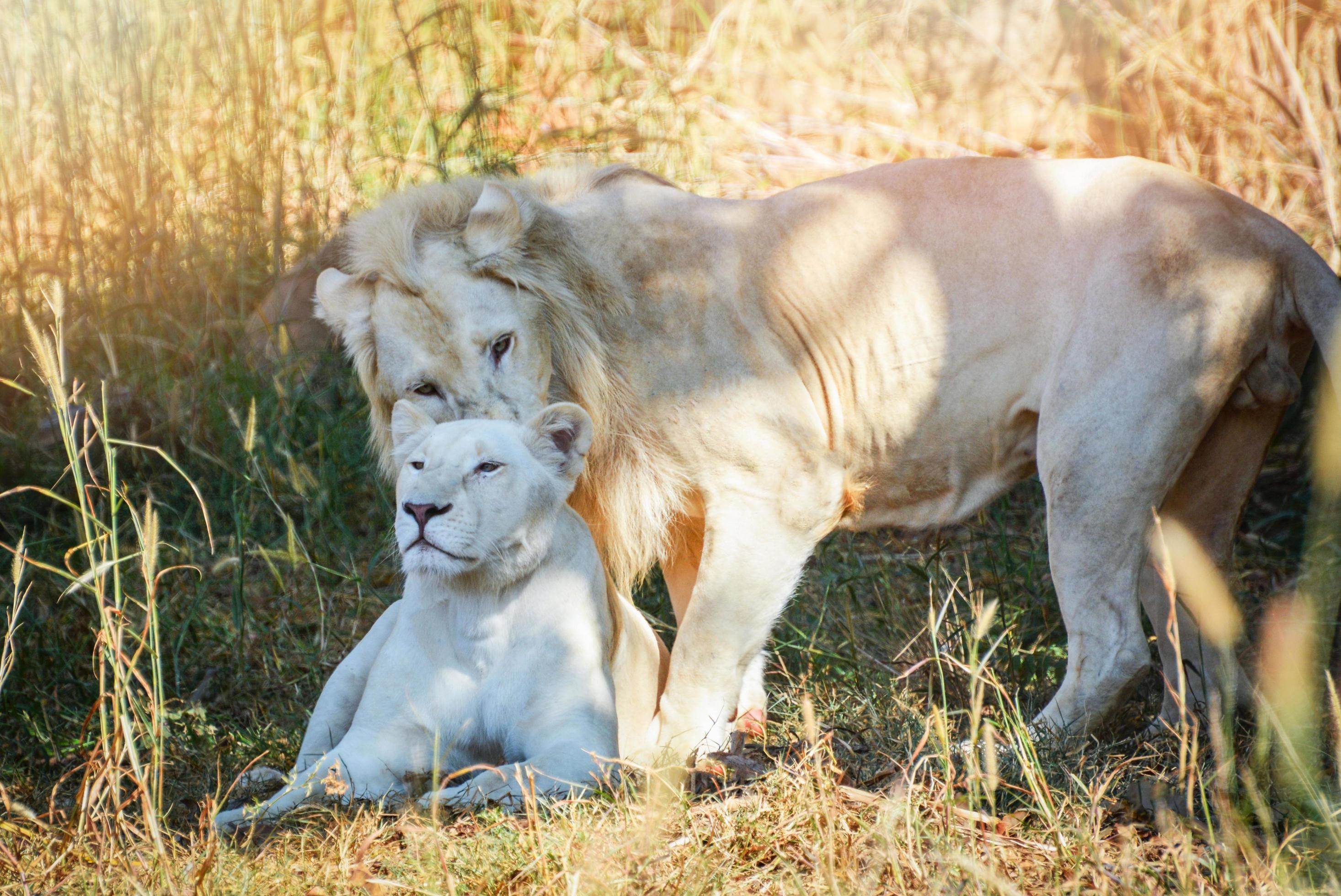 Male and female family white lion lying relaxing on grass field safari – king of the wild lion couple animal Stock Free