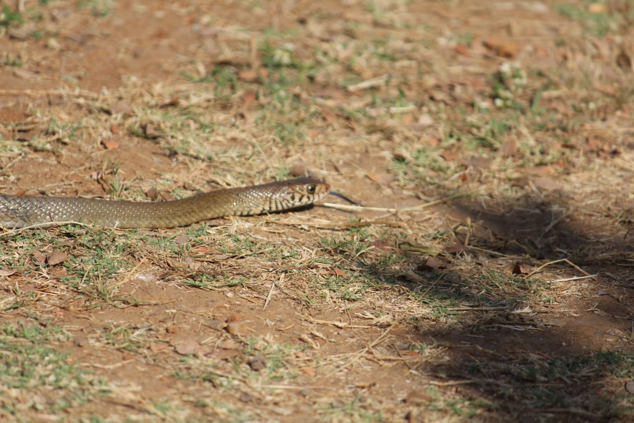 Snake In Ground Stock Free