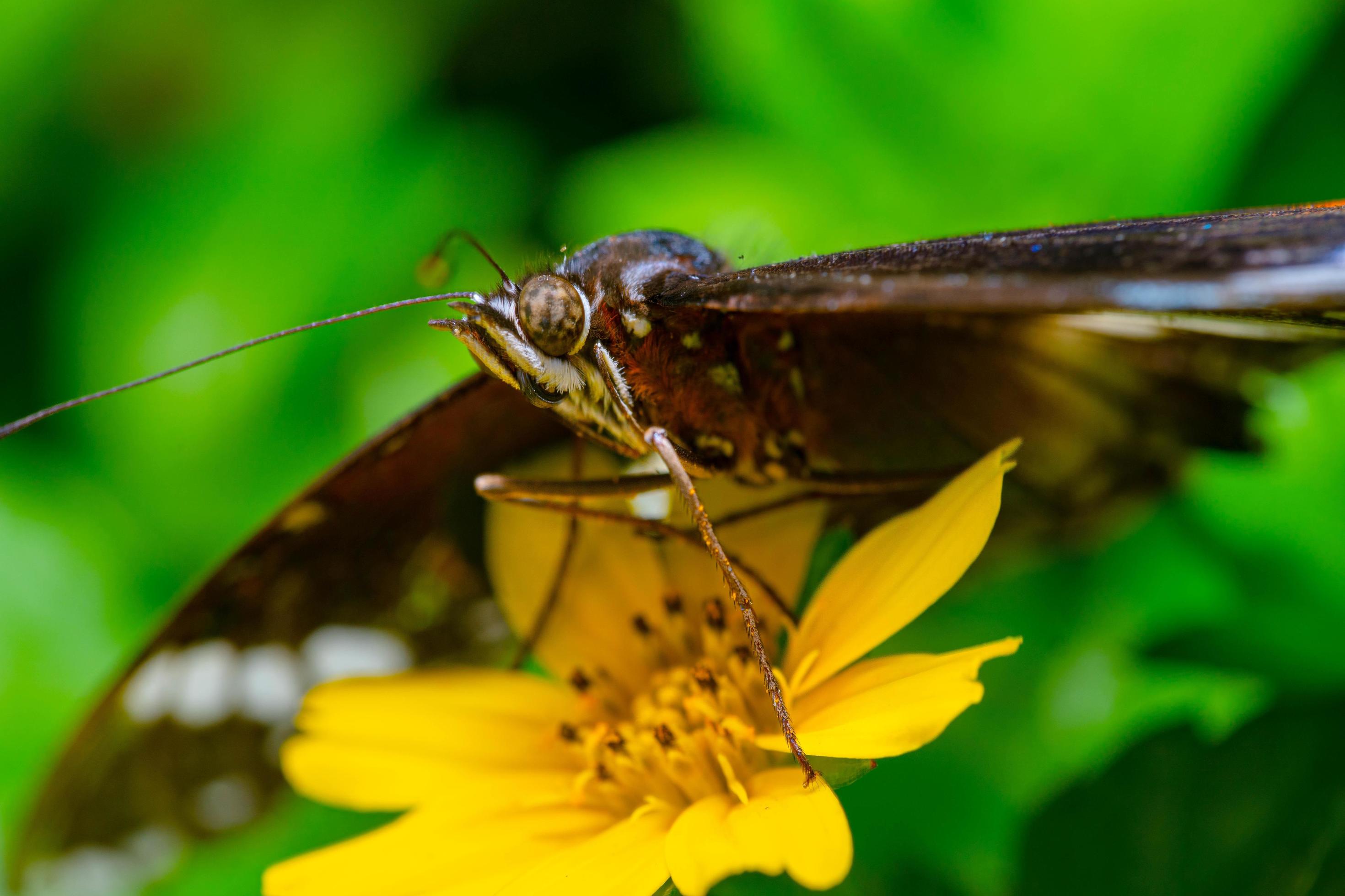 brown butterfly on blossom yellow flower Stock Free