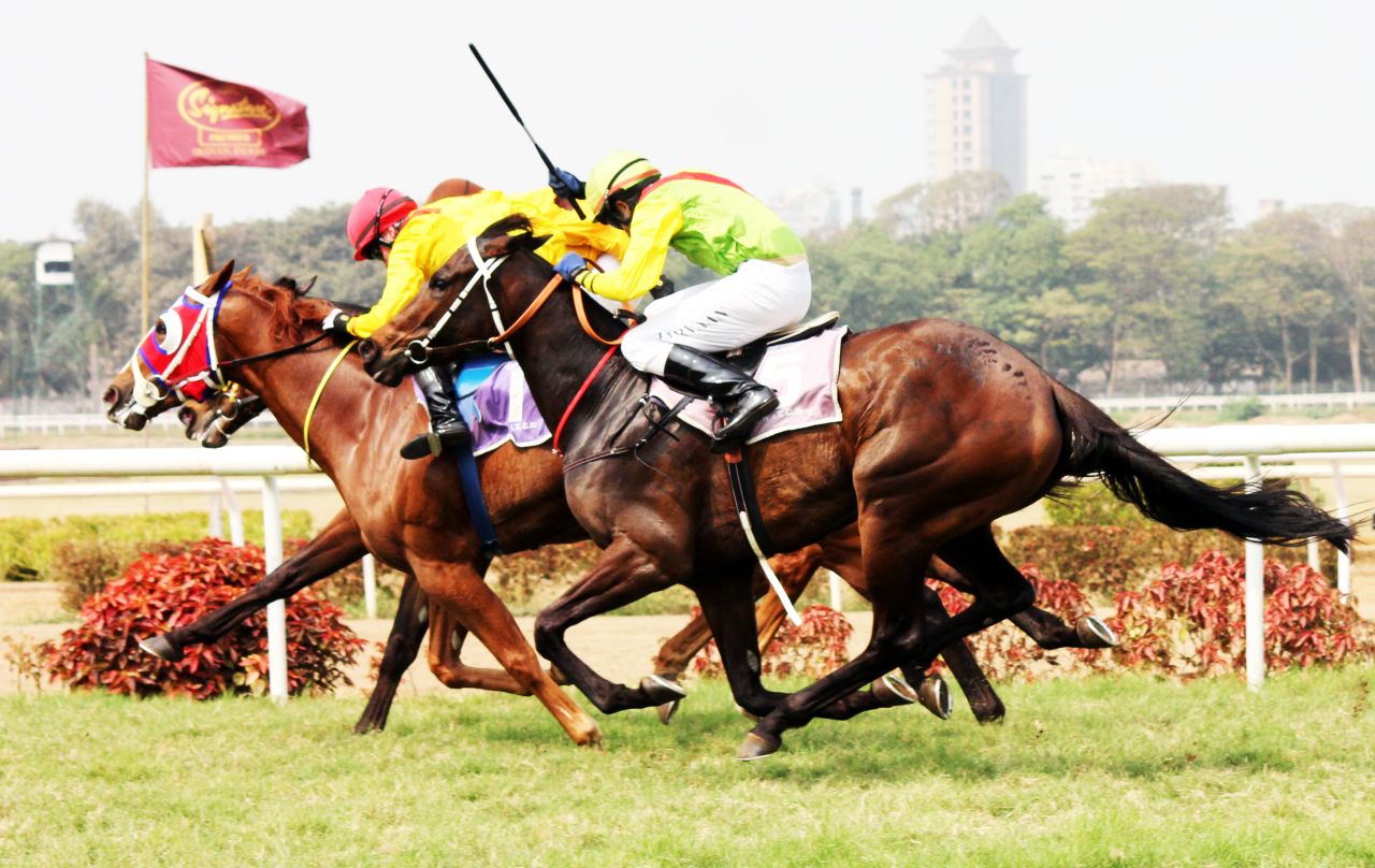 Horses In Action Running Stock Free