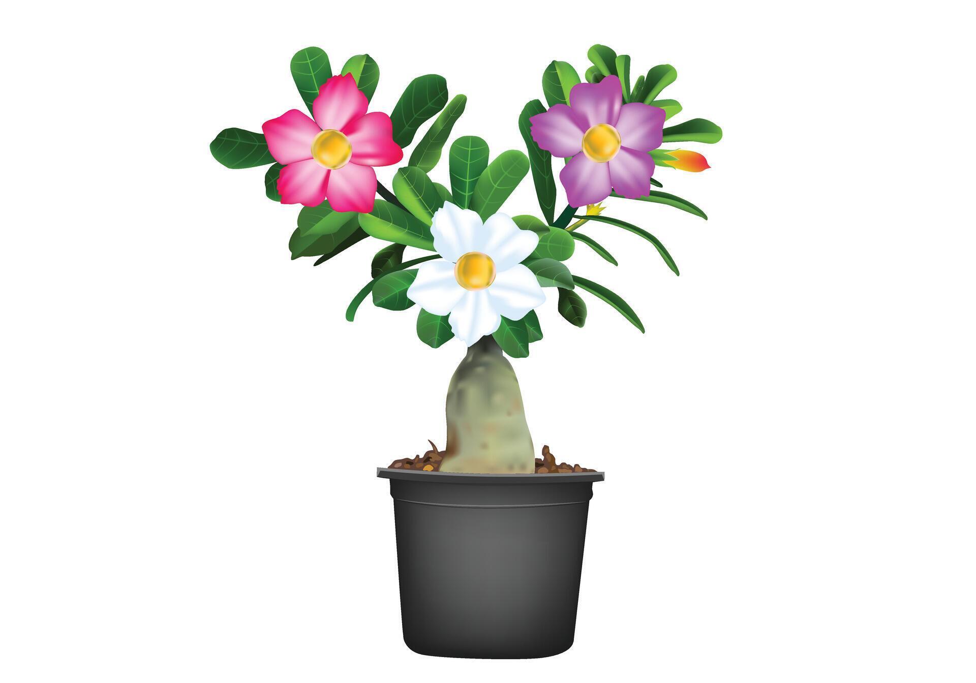 Adenium flower with three color, red white pink vector for background design. Stock Free