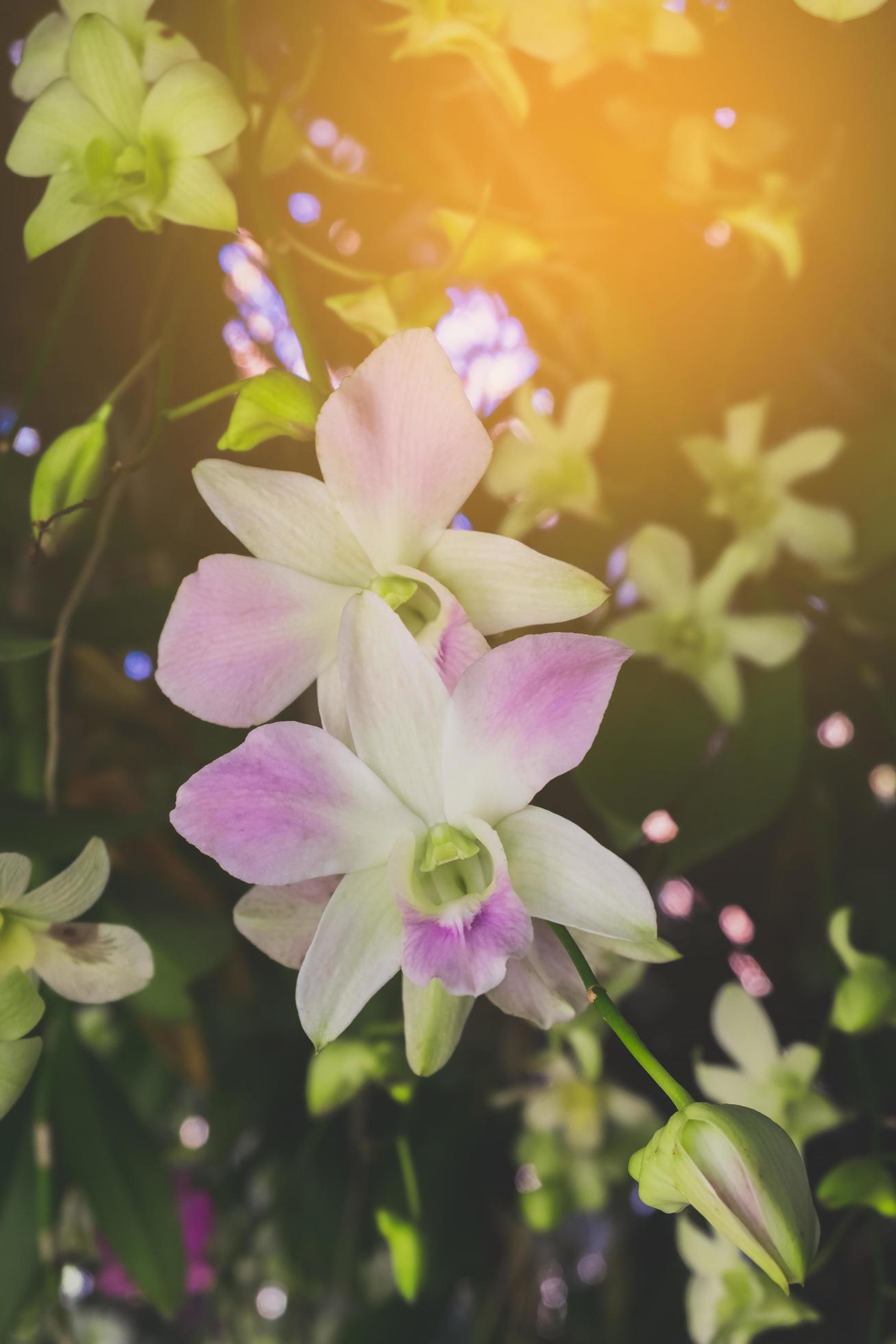 Orchid flower in tropical garden.Selective focus. Stock Free