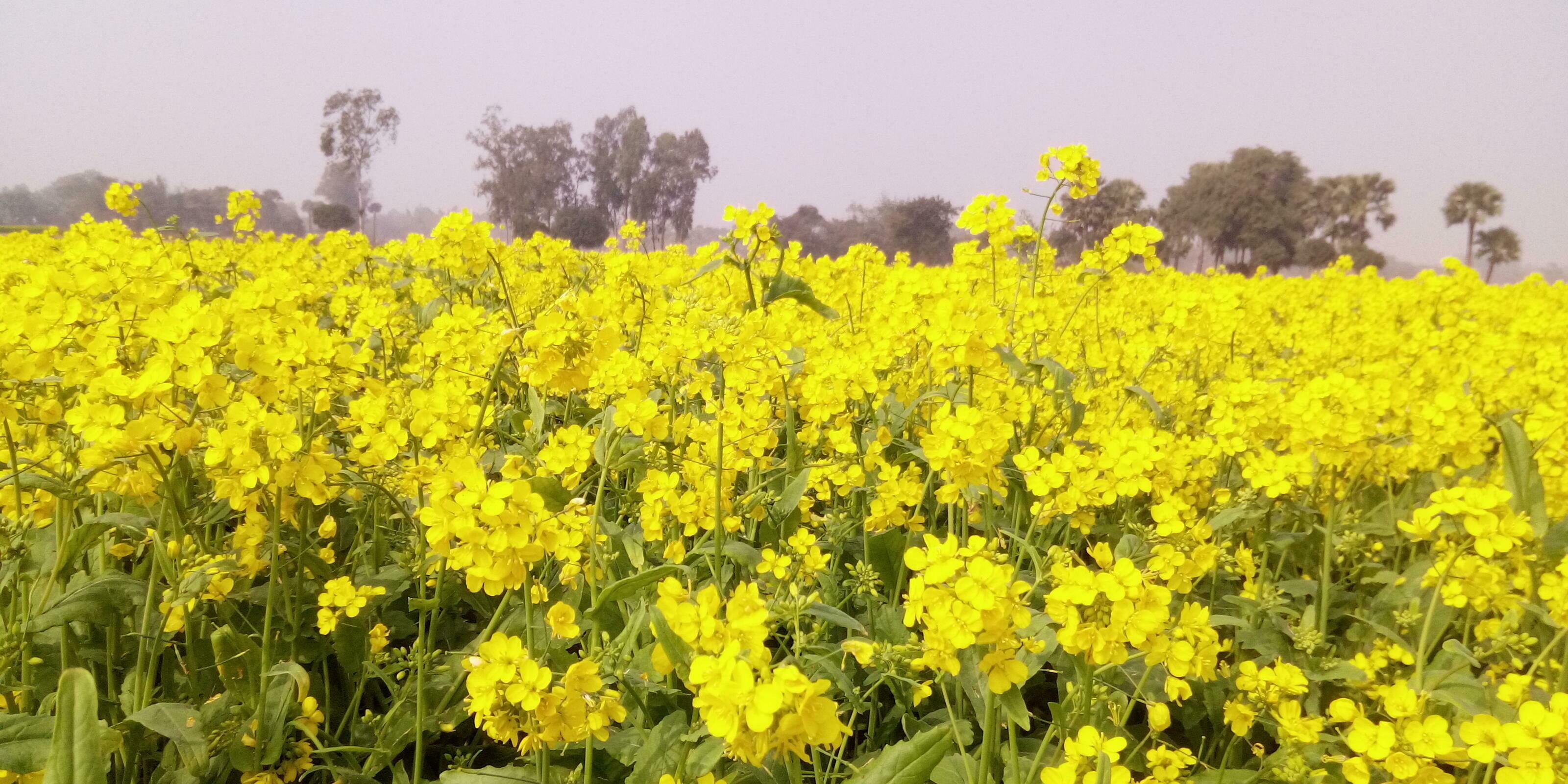 Mustard yellow flower nature picture in Bangladesh Stock Free