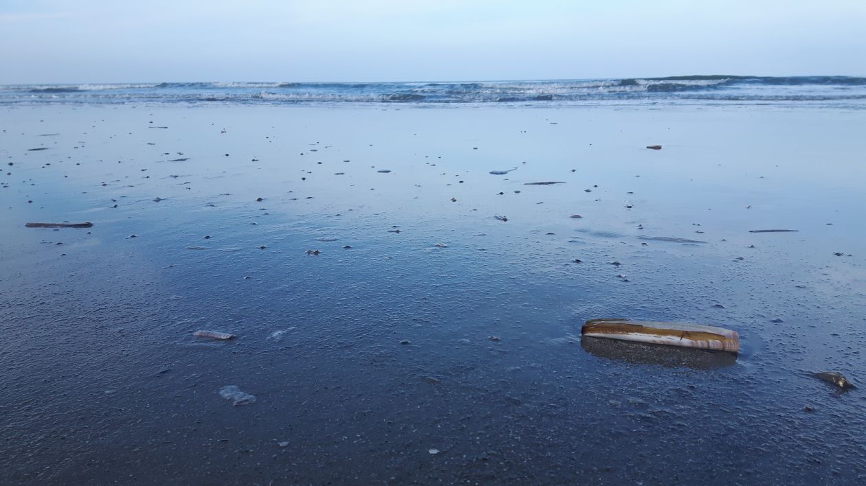 Razor shell at blues beach Stock Free