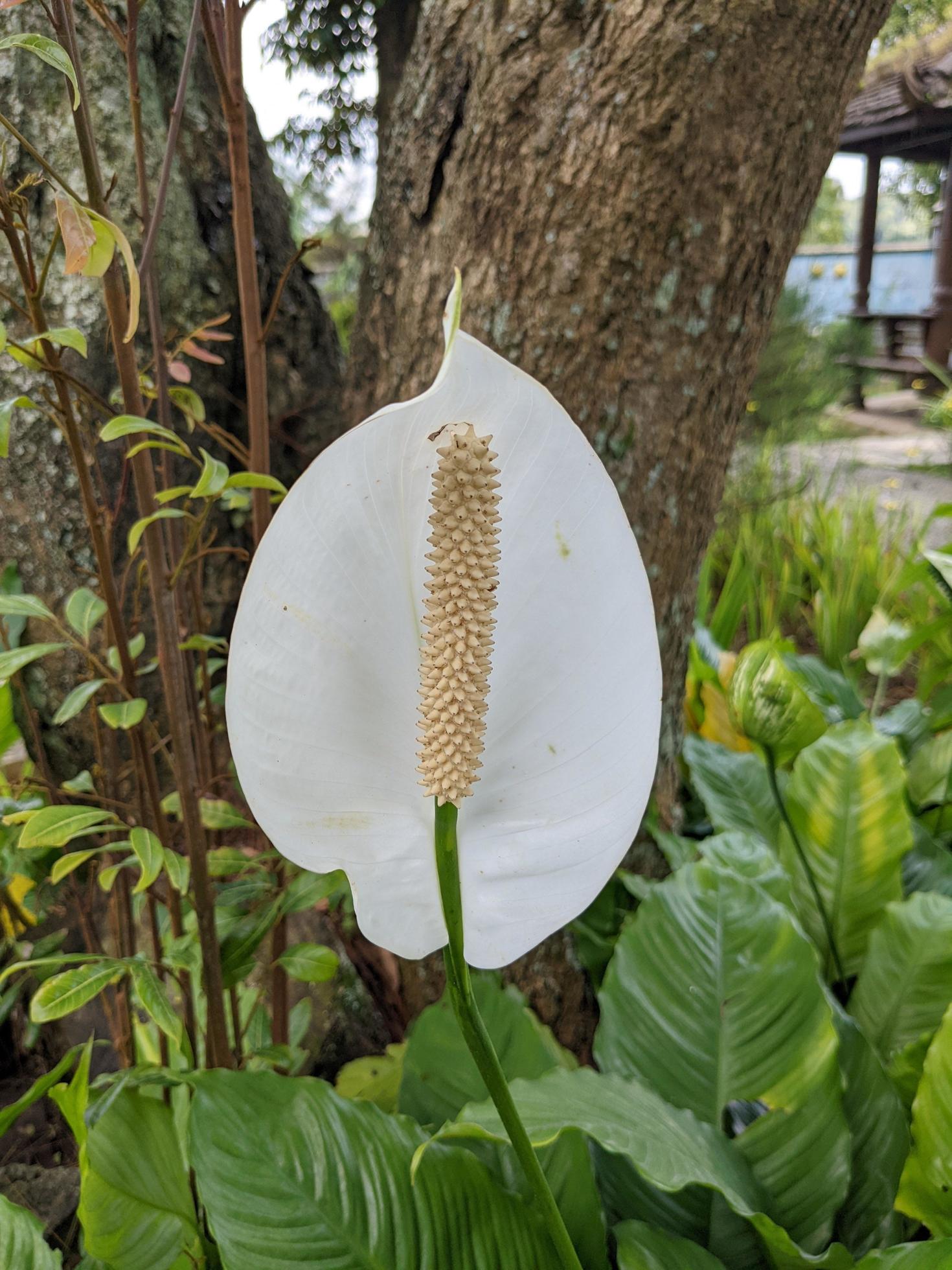 White, blue and red decorative flower on the back yard garden. The photo is suitable to use for nature background and content media. Stock Free