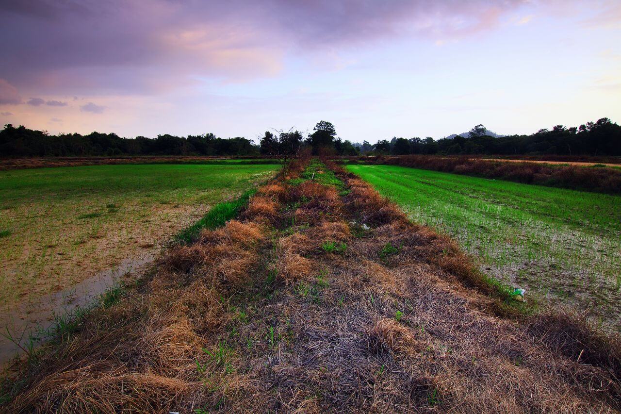 Agriculture Stock Free