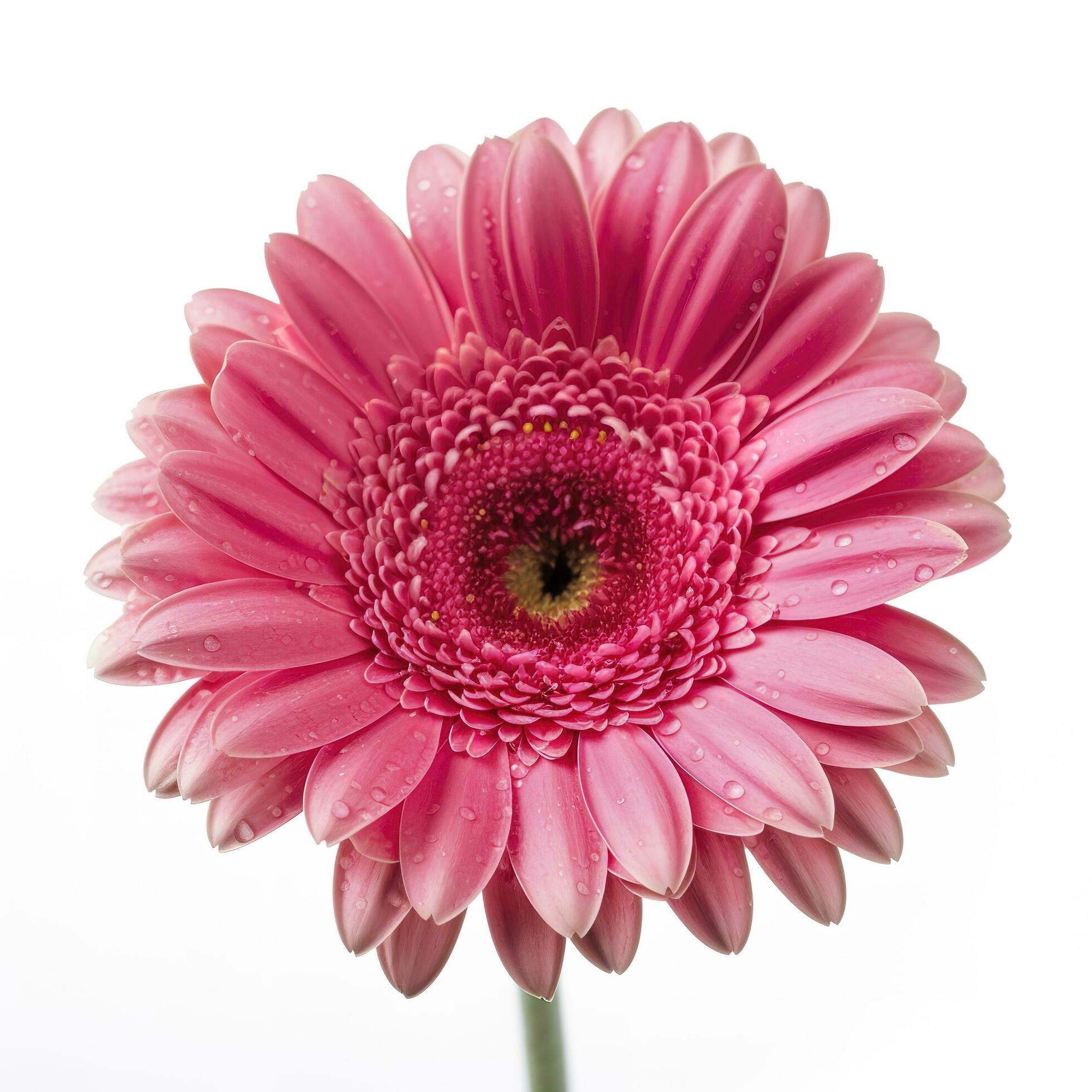 Pink gerbera flower isolated on white background, generate ai Stock Free