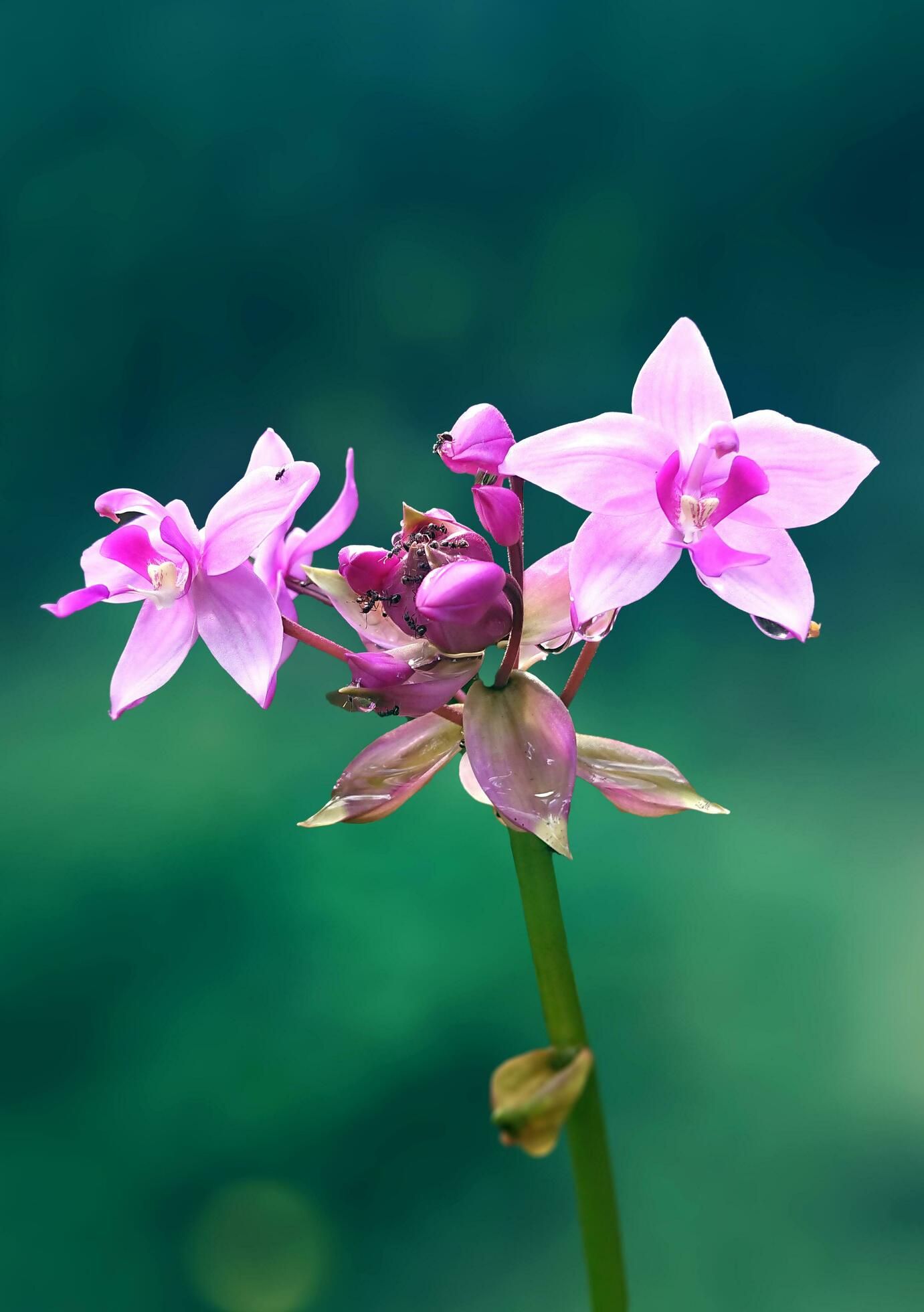 beautiful purple flowers with dew in the morning and a bokeh background Stock Free