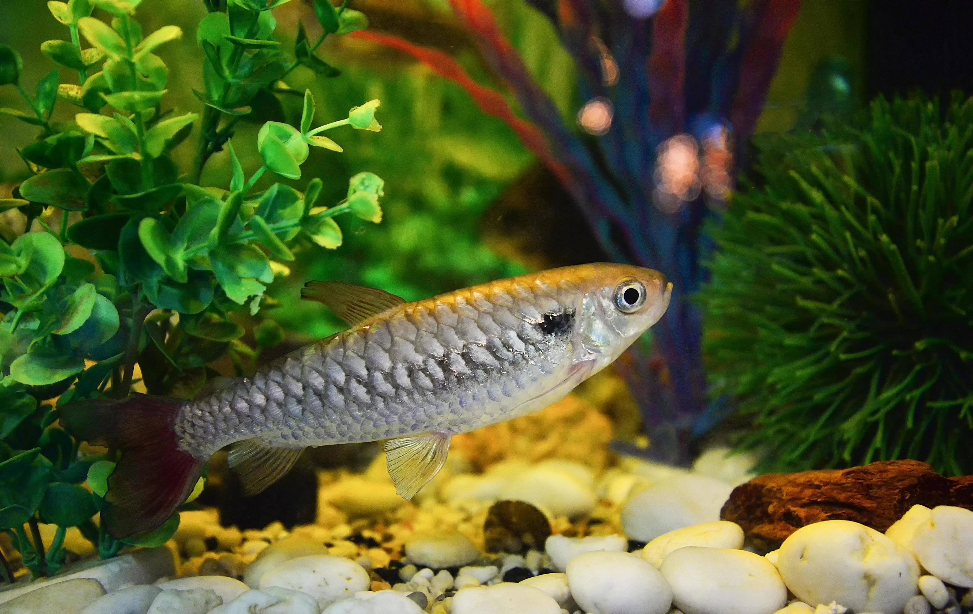 
									Pink tail fish tales or rare fish – red tail in minnow family Stock Free