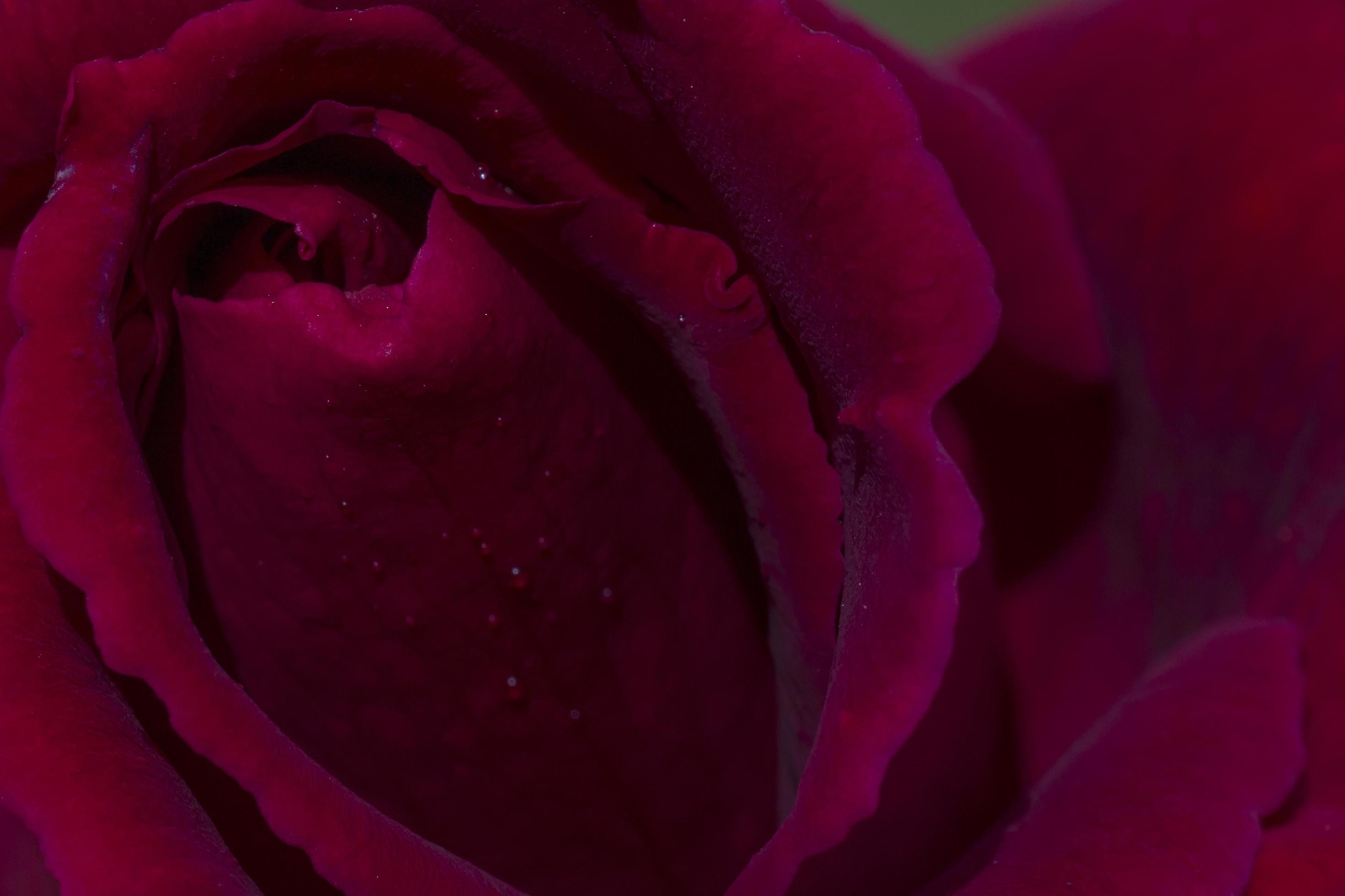 close up of red rose flower covered with dew drops Stock Free