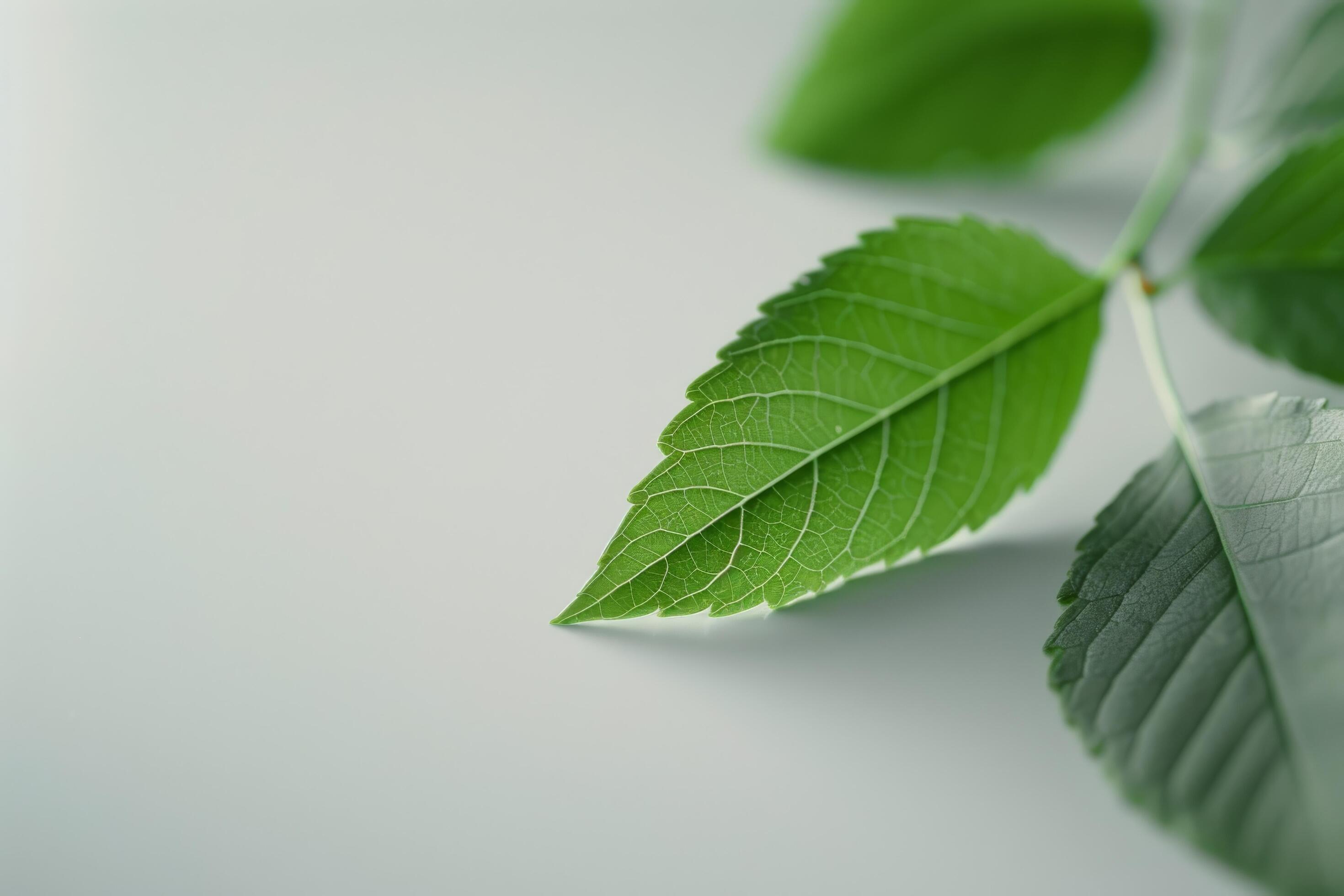 Green Leaves on White Background Stock Free