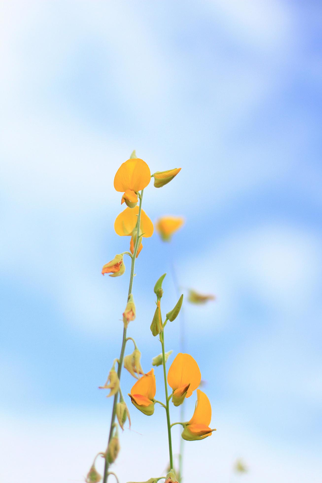 Beautiful yellow Sun hemp flowers or Crotalaria juncea farm in beautiful sunlight on the mountain in Thailand.A type of legume. Stock Free