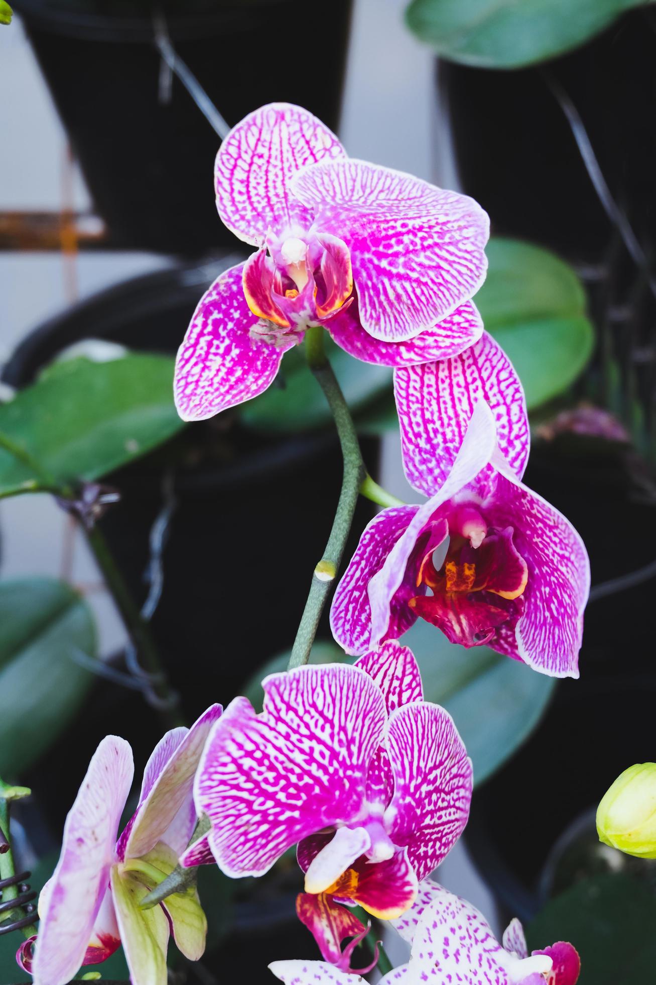 Orchid flower in tropical garden. Phalaenopsis Orchid flower.Floral background.Selective focus. Stock Free