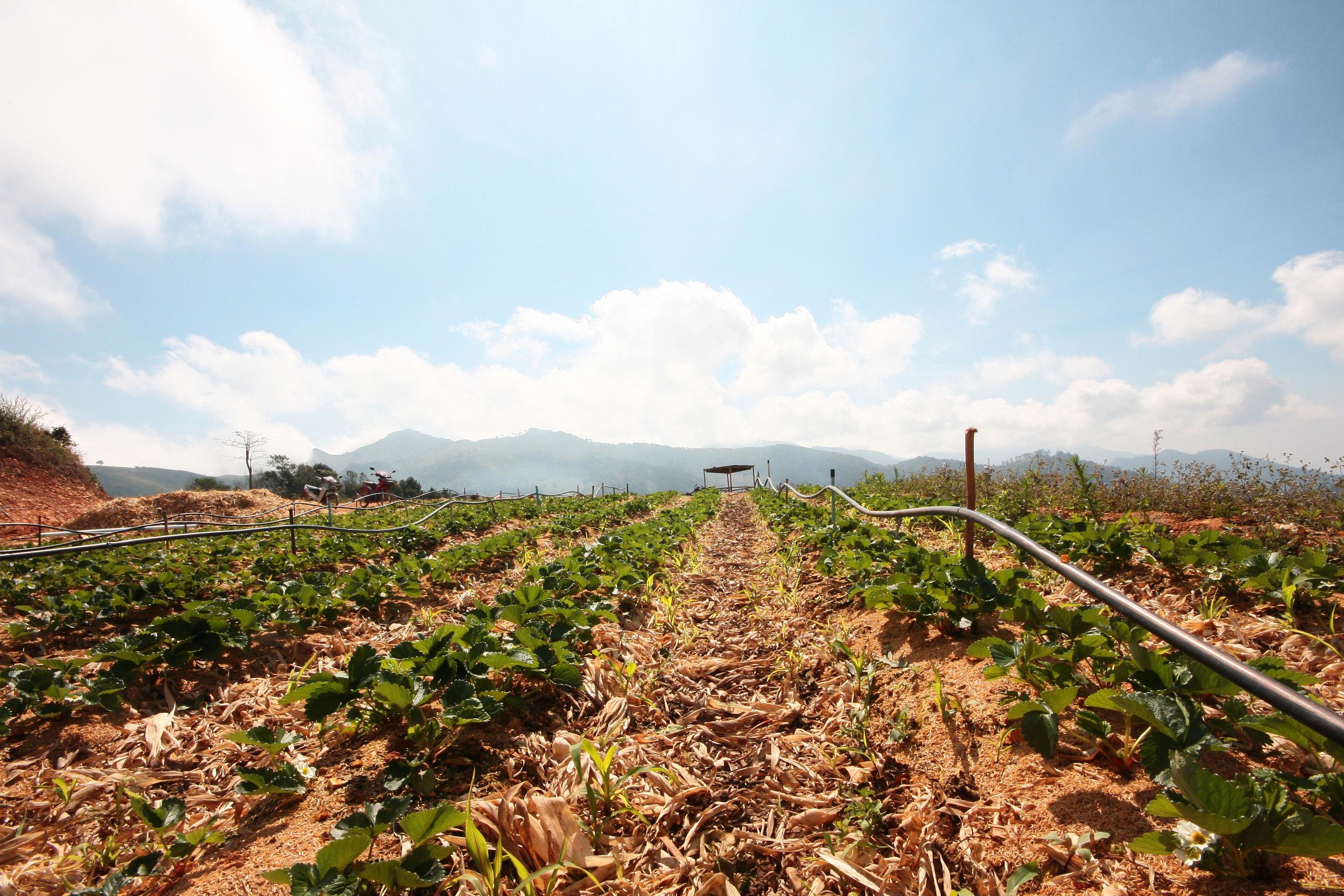 trawberry Mountain Farm on slope and step with sunrise on hill in Thailand Stock Free